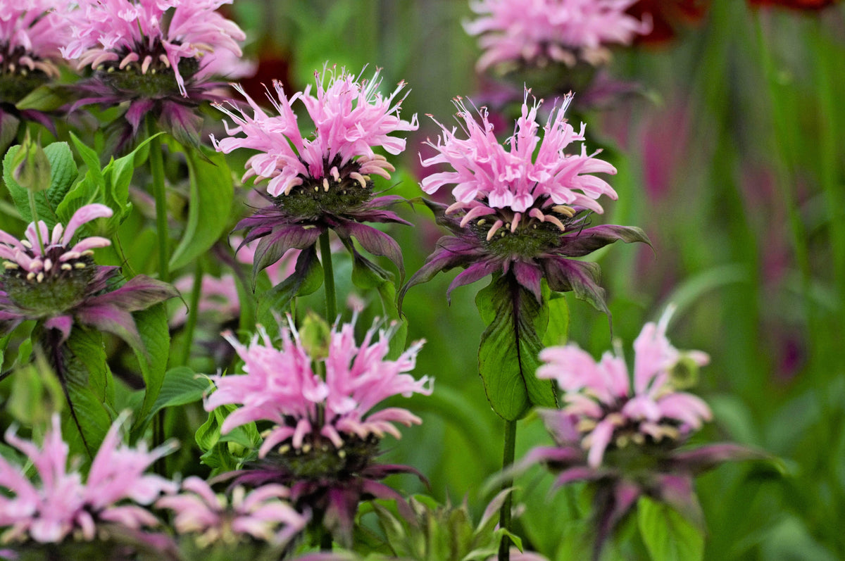 100 Balmy Purple Dwarf Bee Balm Seeds Flowers Seed Bloom Hummingbird Flower Seeds 100 Balmy Purple Dwarf Bee Balm Seeds Flowers Seed Bloom Hummingbird Flower Seeds