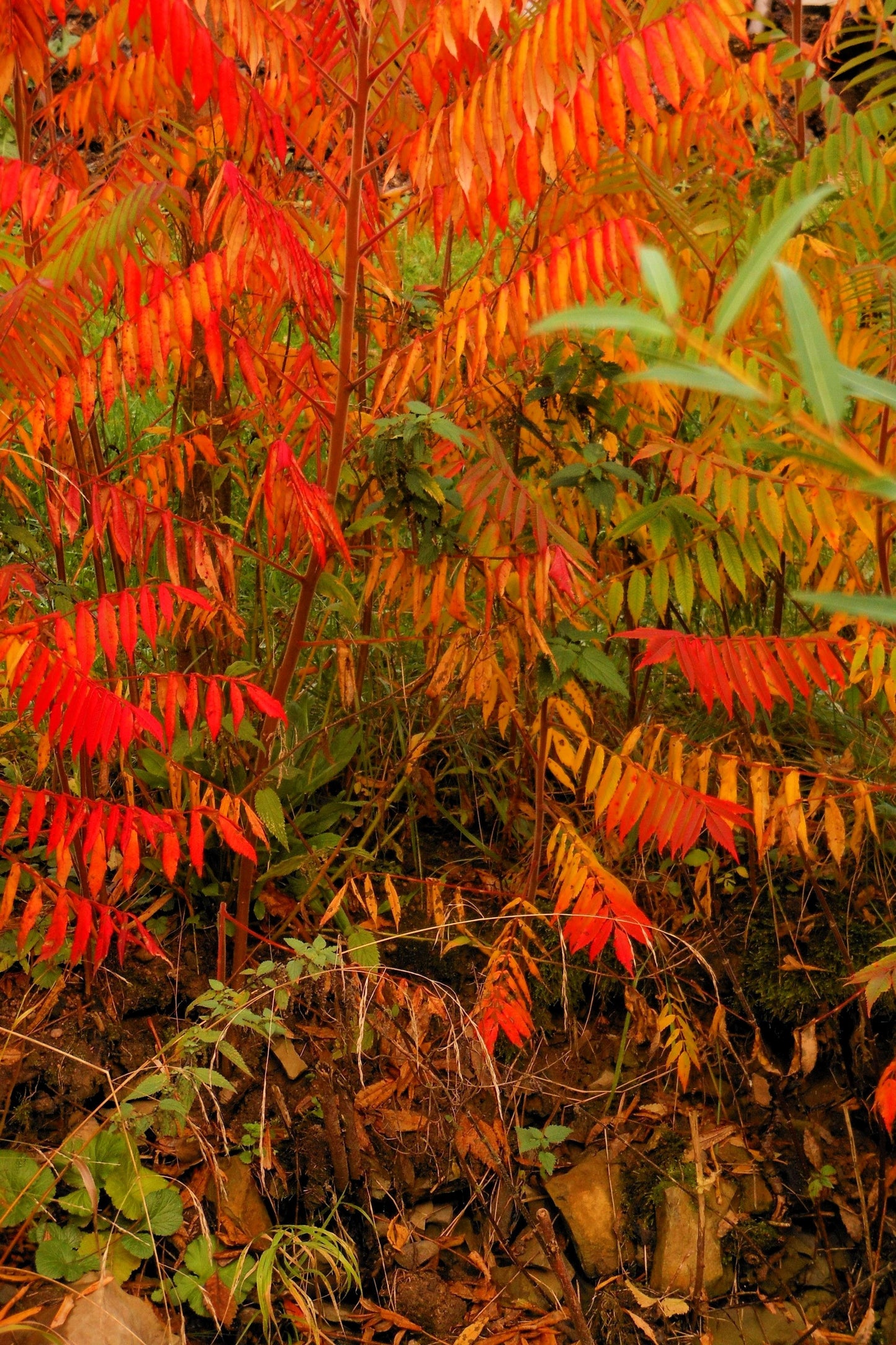 30 CHINESE SUMAC TREE Nutgall White Flowers Red Berries Rhus Chinensis Seeds