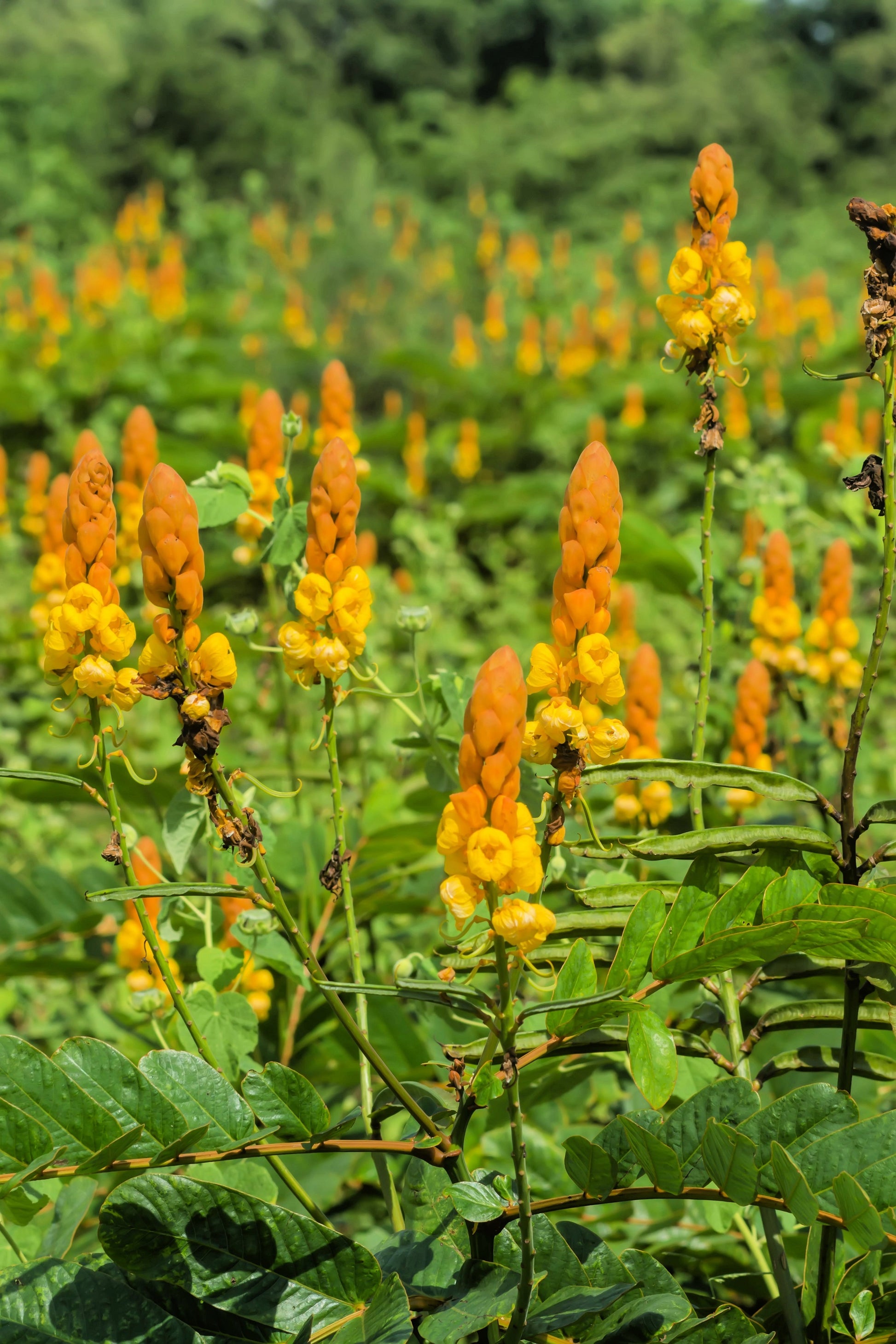 candlestick plant seed pods 35 CANDLE BUSH Cassia Alata Senna Emperor's Candletree Empress Candlebush Candelabra Golden Ringworm Shrub Yellow Orange Flower Seeds