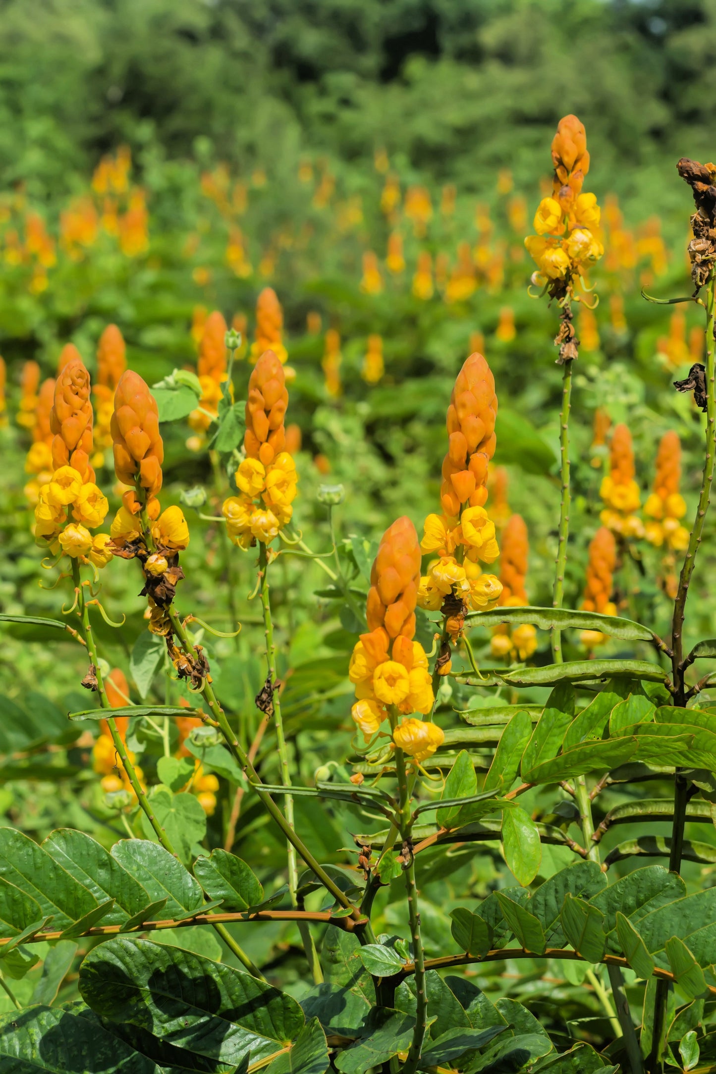 35 CANDLE BUSH Cassia Alata Senna Emperor's Candletree Empress Candlebush Candelabra Golden Ringworm Shrub Yellow Orange Flower Seeds