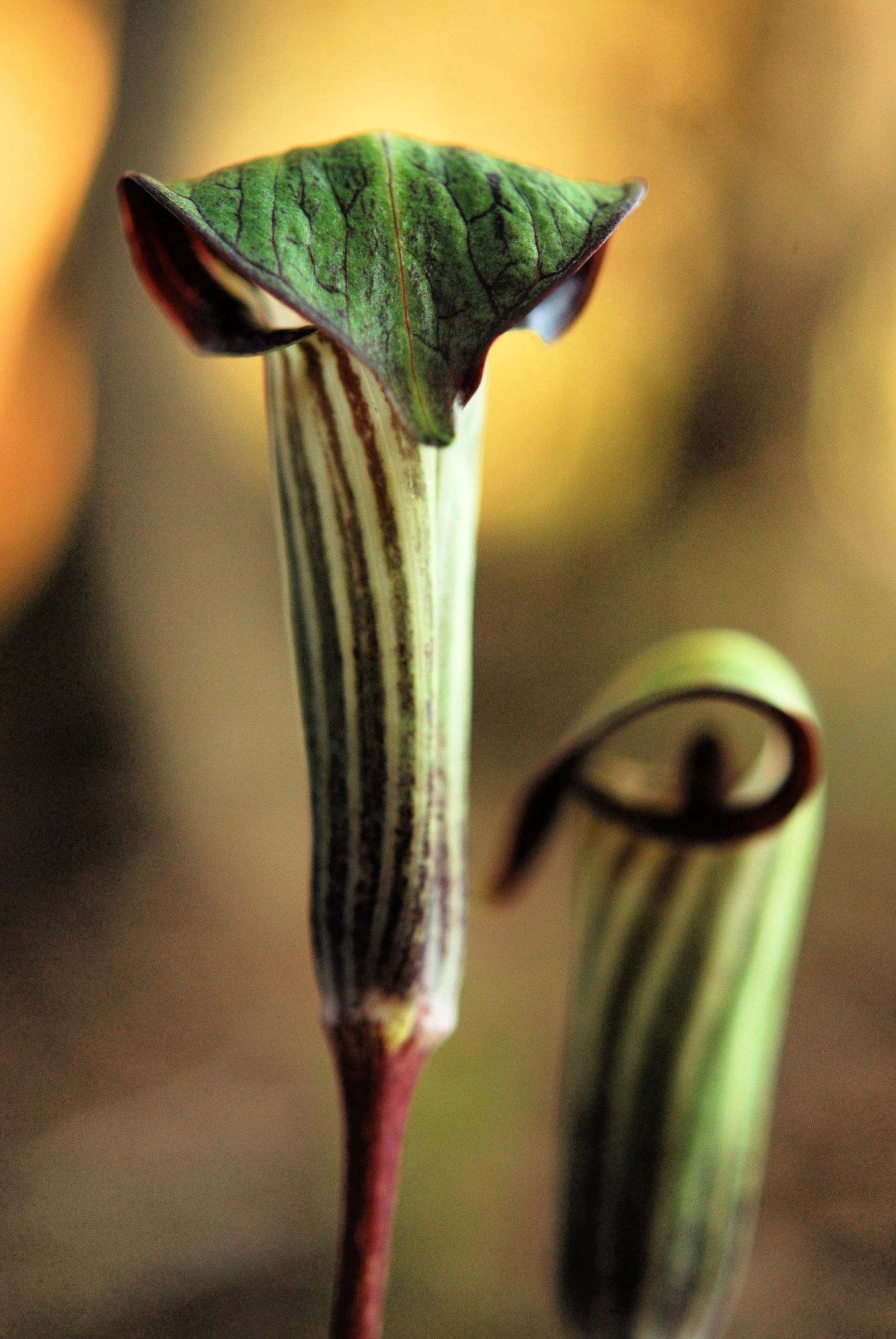 5 JACK IN THE PULPIT Arisaema Triphyllum Native Shade Flower Seeds