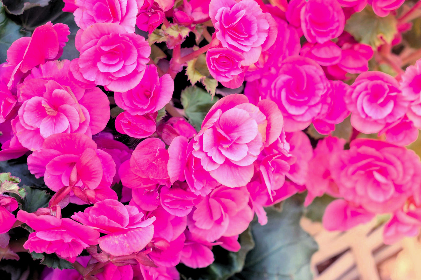 10 BRIGHT PINK DOUBLE BEGONIA Tuberosa Tuberous Begonia Shade Flower Seeds