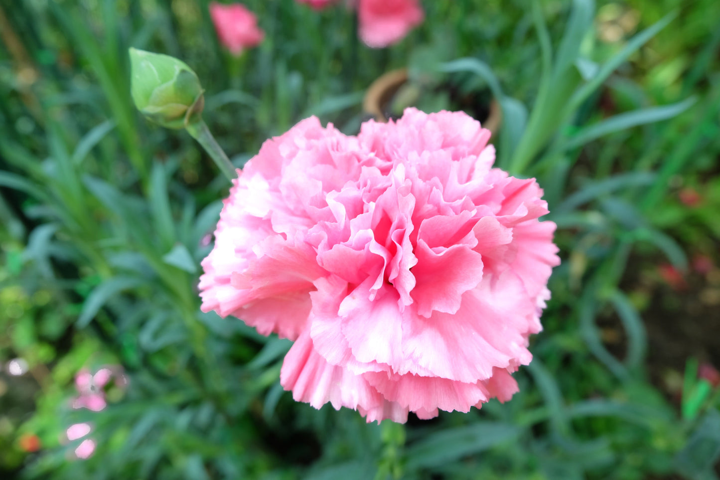 50 La France PINK CARNATION Dianthus Caryophyllus Chabaud Flower Seeds