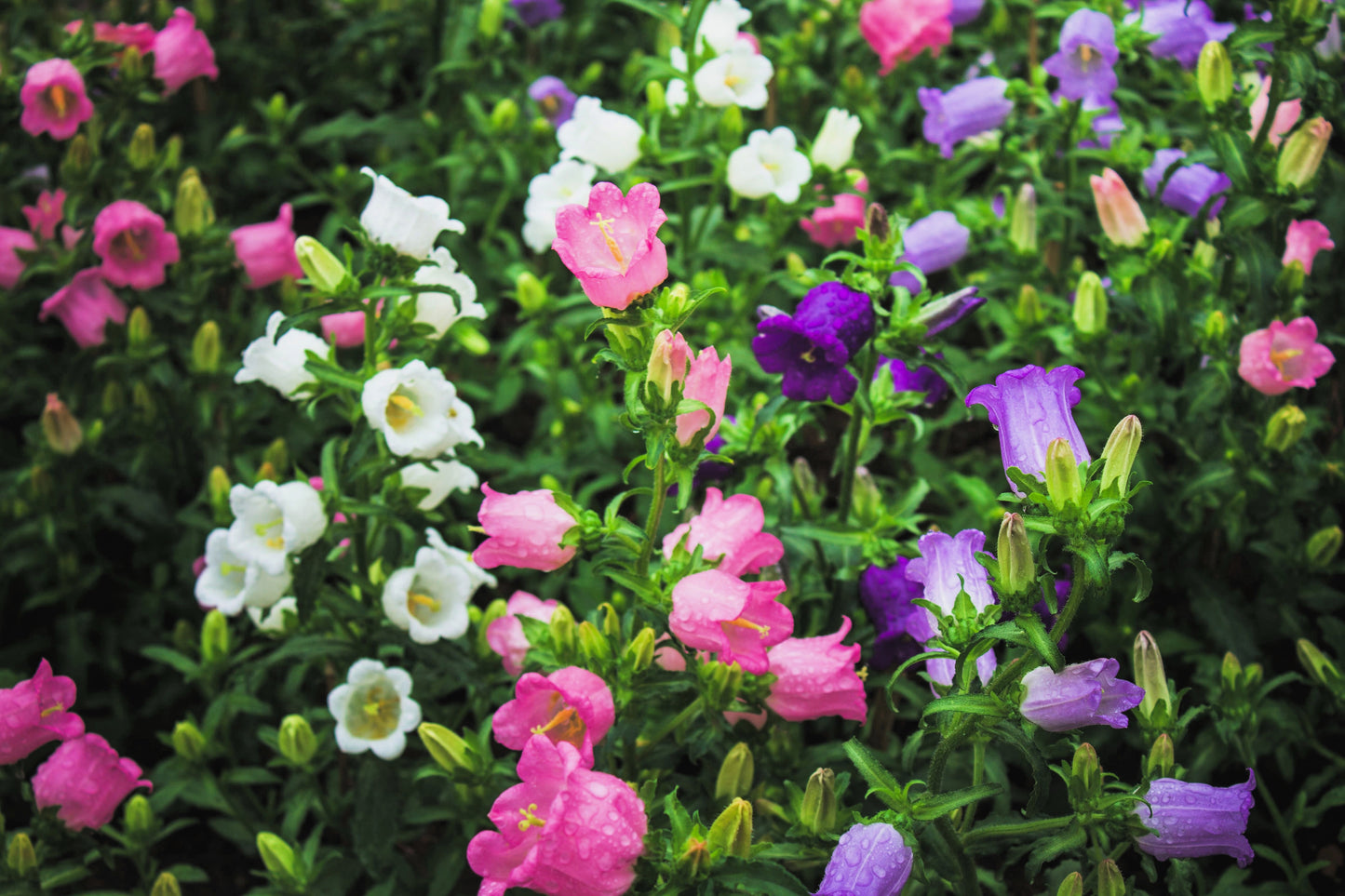 100 MIXED CANTERBURY BELLS - Crown Mix Campanula Medium Flower Seeds