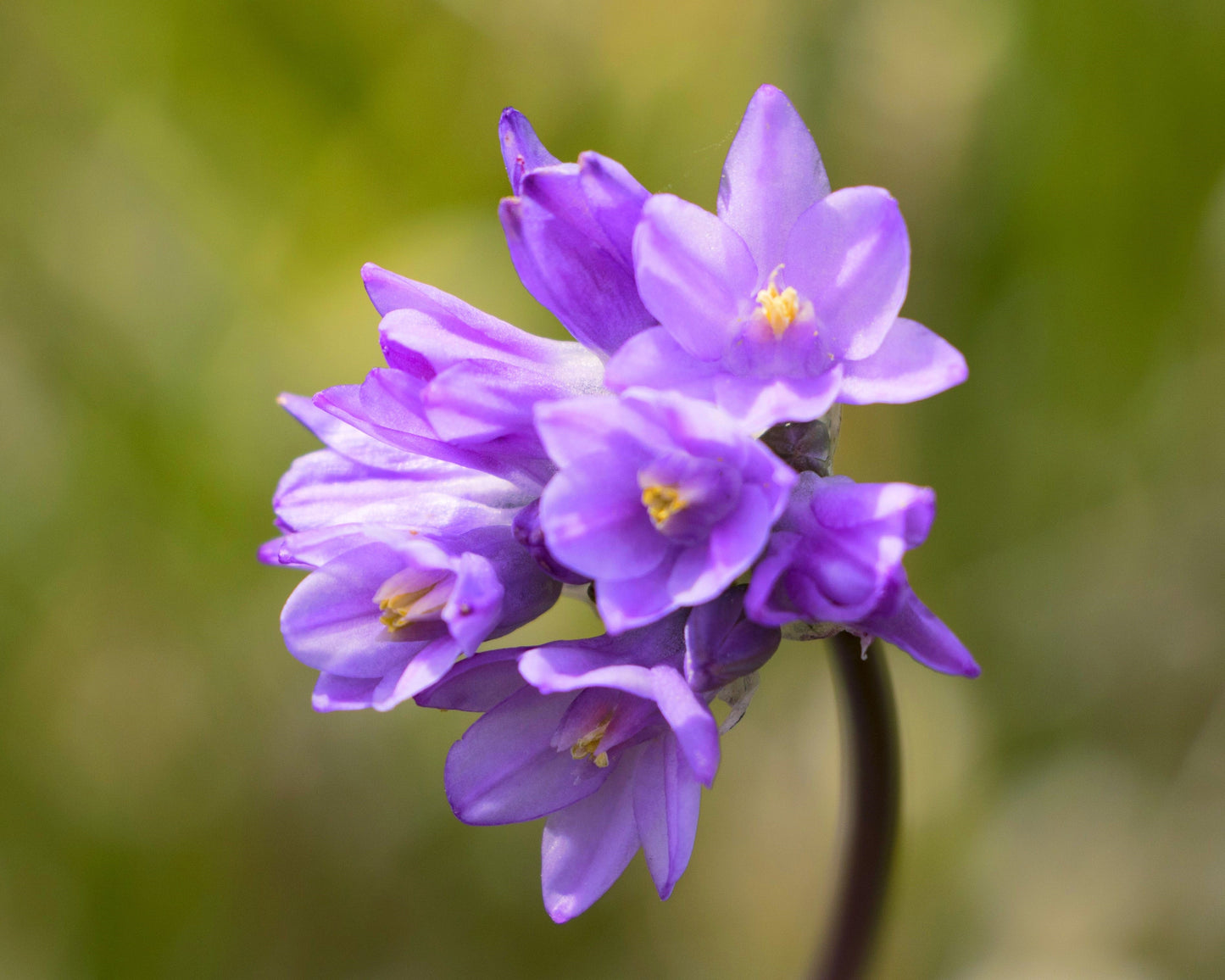 30 WILD BLUE HYACINTH Dichelostemma Blue Dicks Purplehead Brodiaea Brodiea Native Hummingbird Flower Seeds