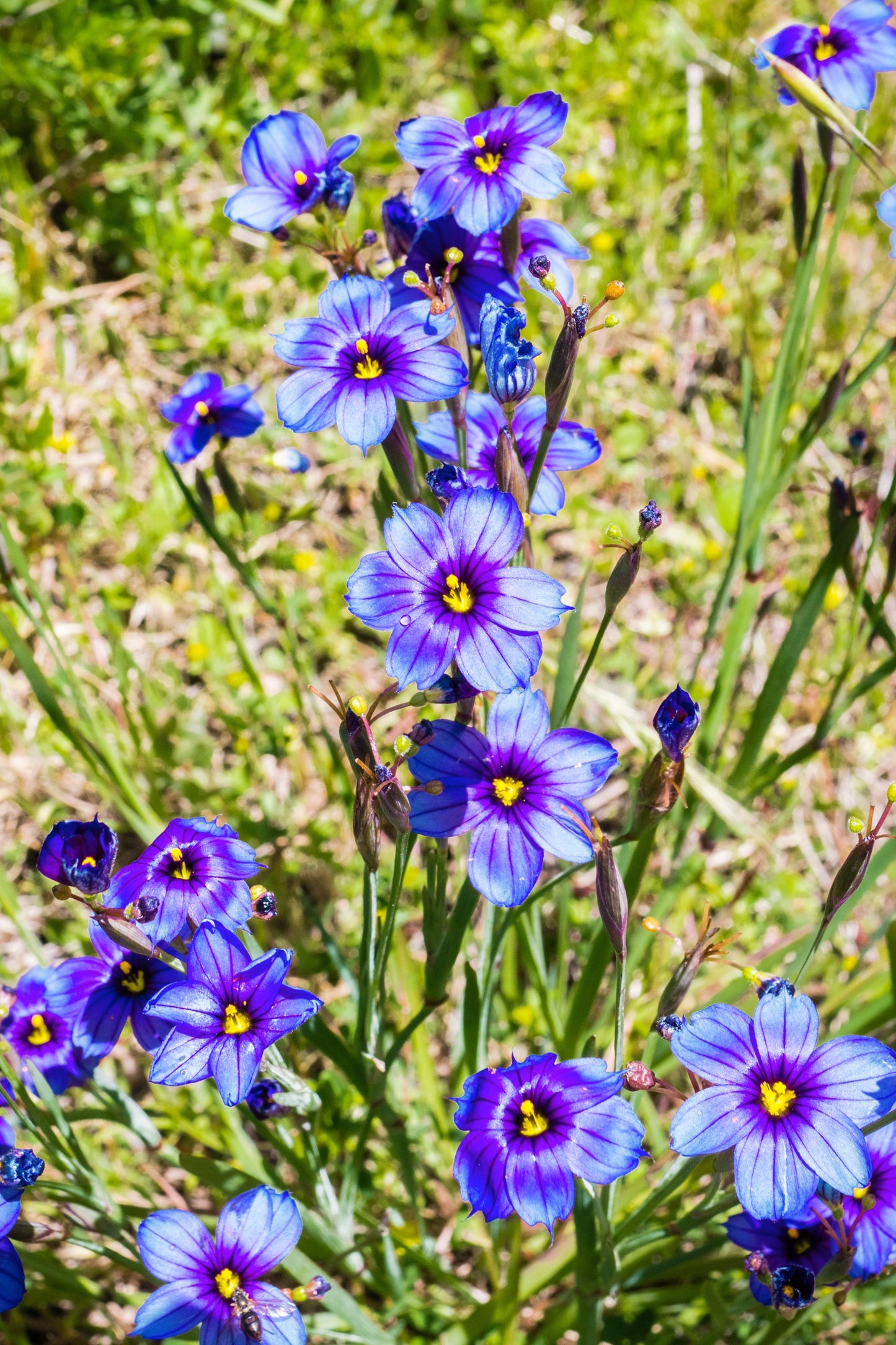grass flower seeds 200 BLUE EYED GRASS (Western or Californian) Sisyrinchium Bellum Flower Seeds