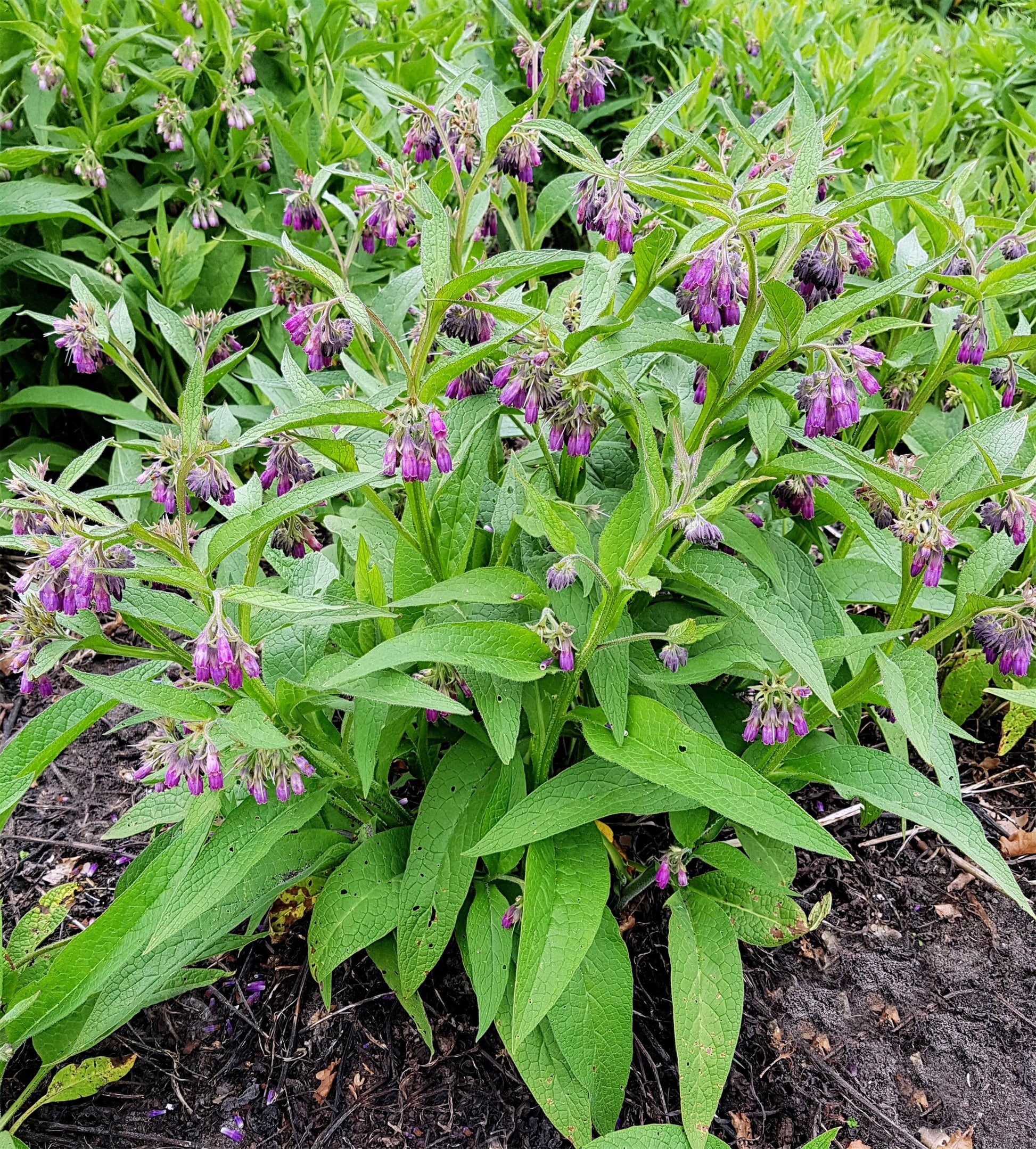 where to buy comfrey plants or seeds 10 TRUE COMFREY Comphrey Symphytum Officinale Herb Seeds Purple Flowers