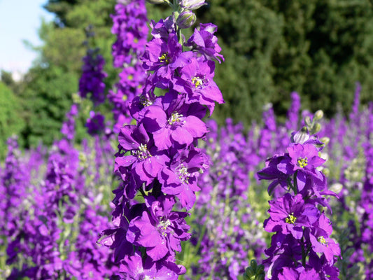 50 VIOLETTA VERBASCUM Phoeniceum Purple Mullein Nectar Flower Seeds