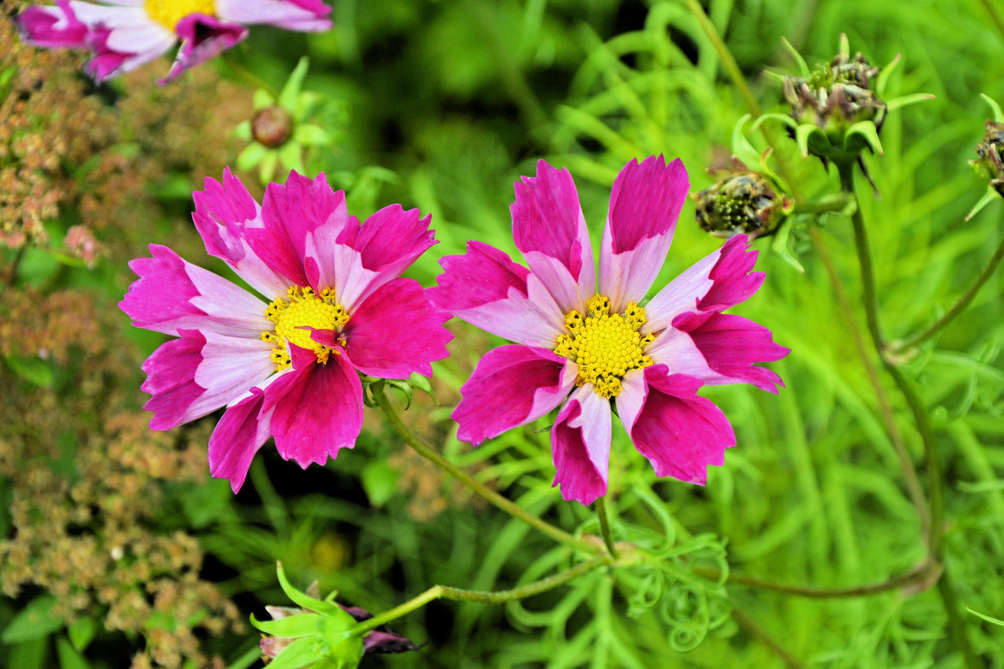 200 COSMOS SEASHELLS Cosmos Bipinnatus Sea Shells Flower Seeds