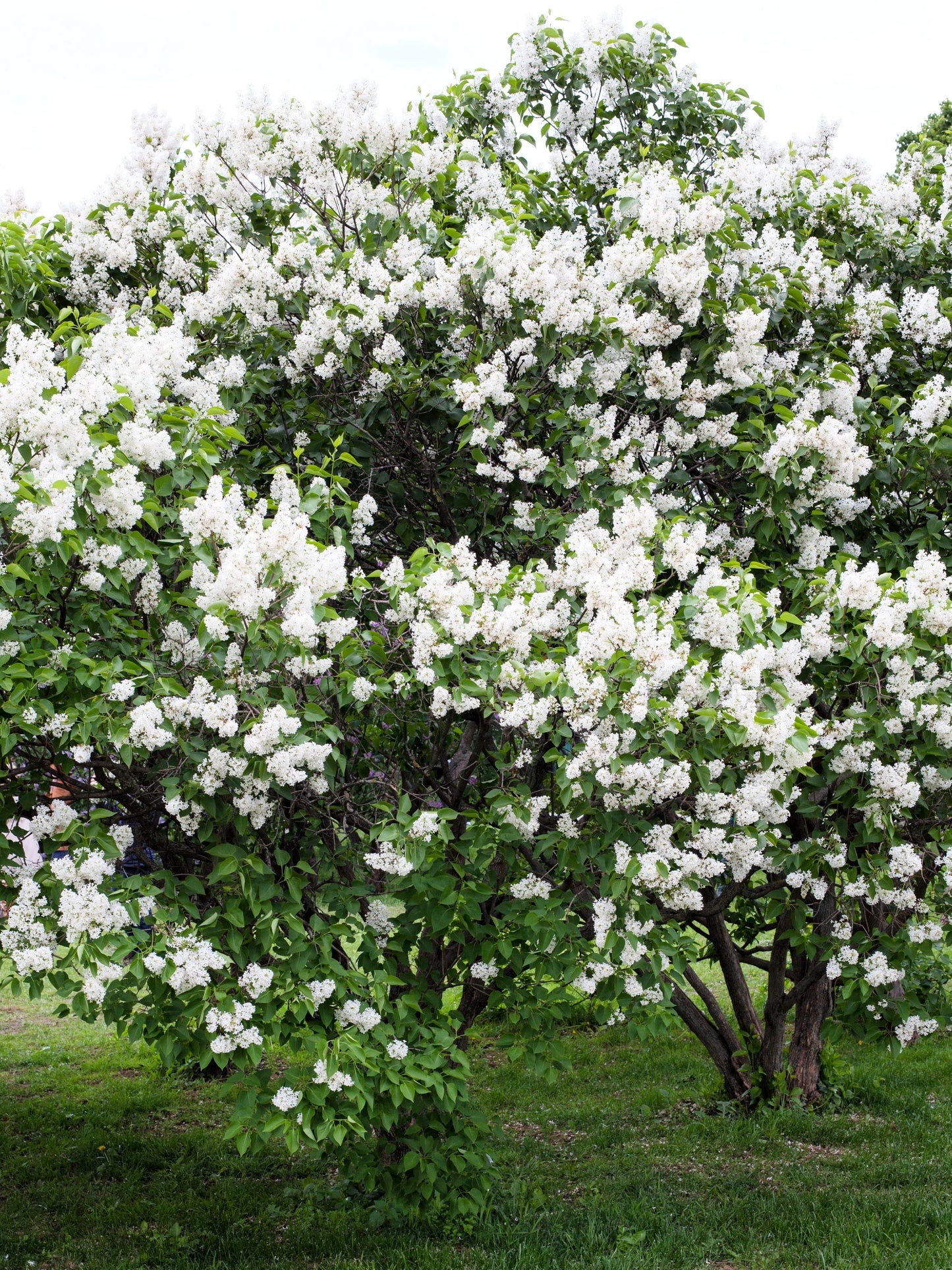 20 WHITE TREE LILAC Hummingbird Flower Fragrant Peking Syringa Pekinensis Seeds