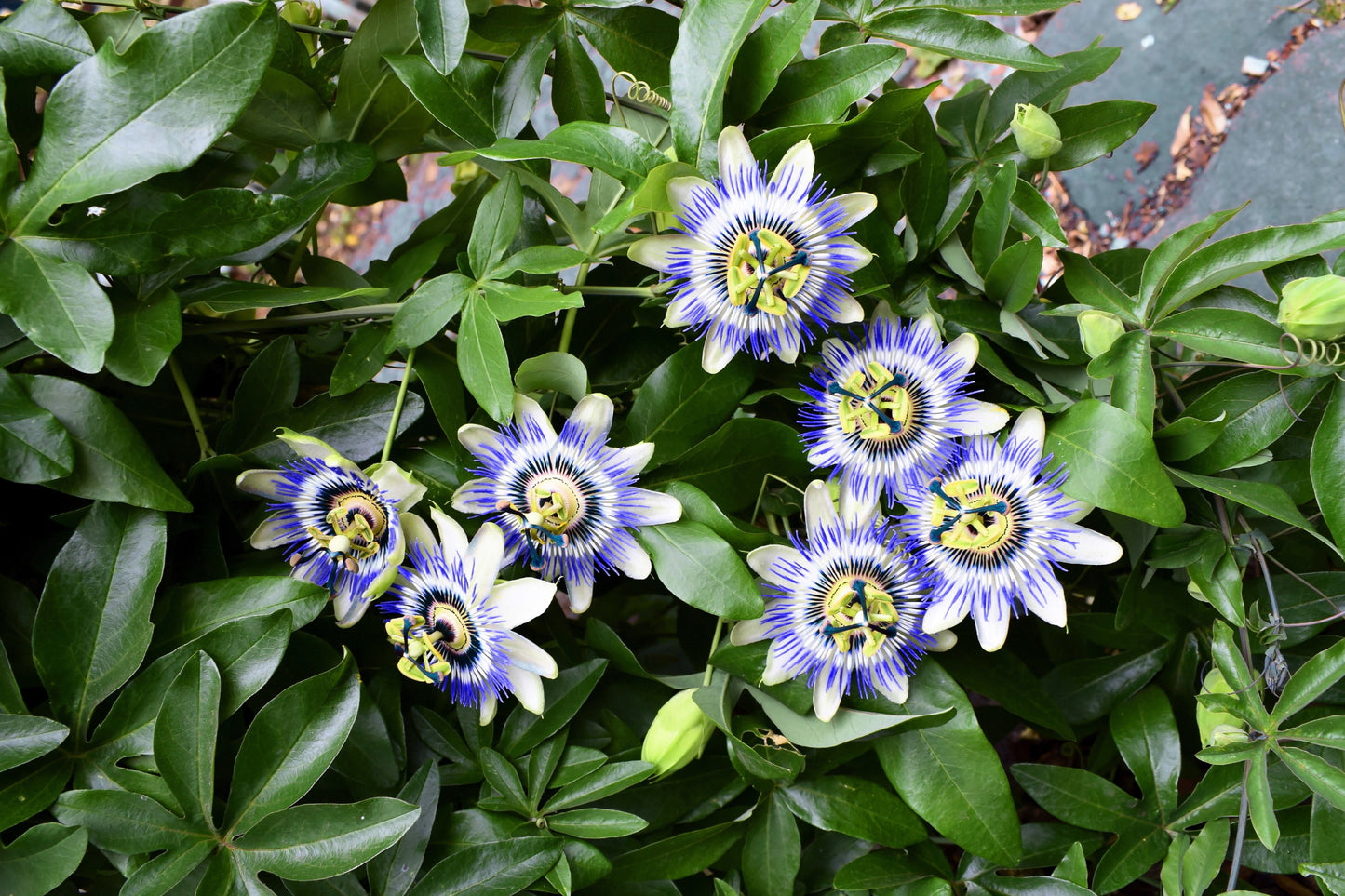 10 Blue Crown PASSION FLOWER / Passion FRUIT Passiflora Caerulea Orange Fruit Vine Seeds