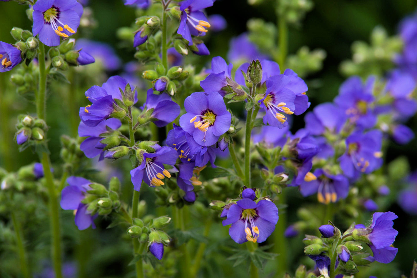 100 BLUE PEARL POLEMONIUM ( Jacobs Ladder ) Polemonium Caeruleum Flower Seeds