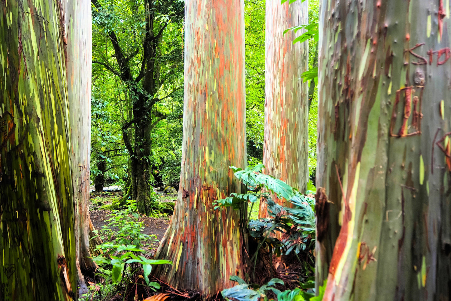 50 RAINBOW EUCALYPTUS Deglupta Gum Multicolor Bark Tree Seeds