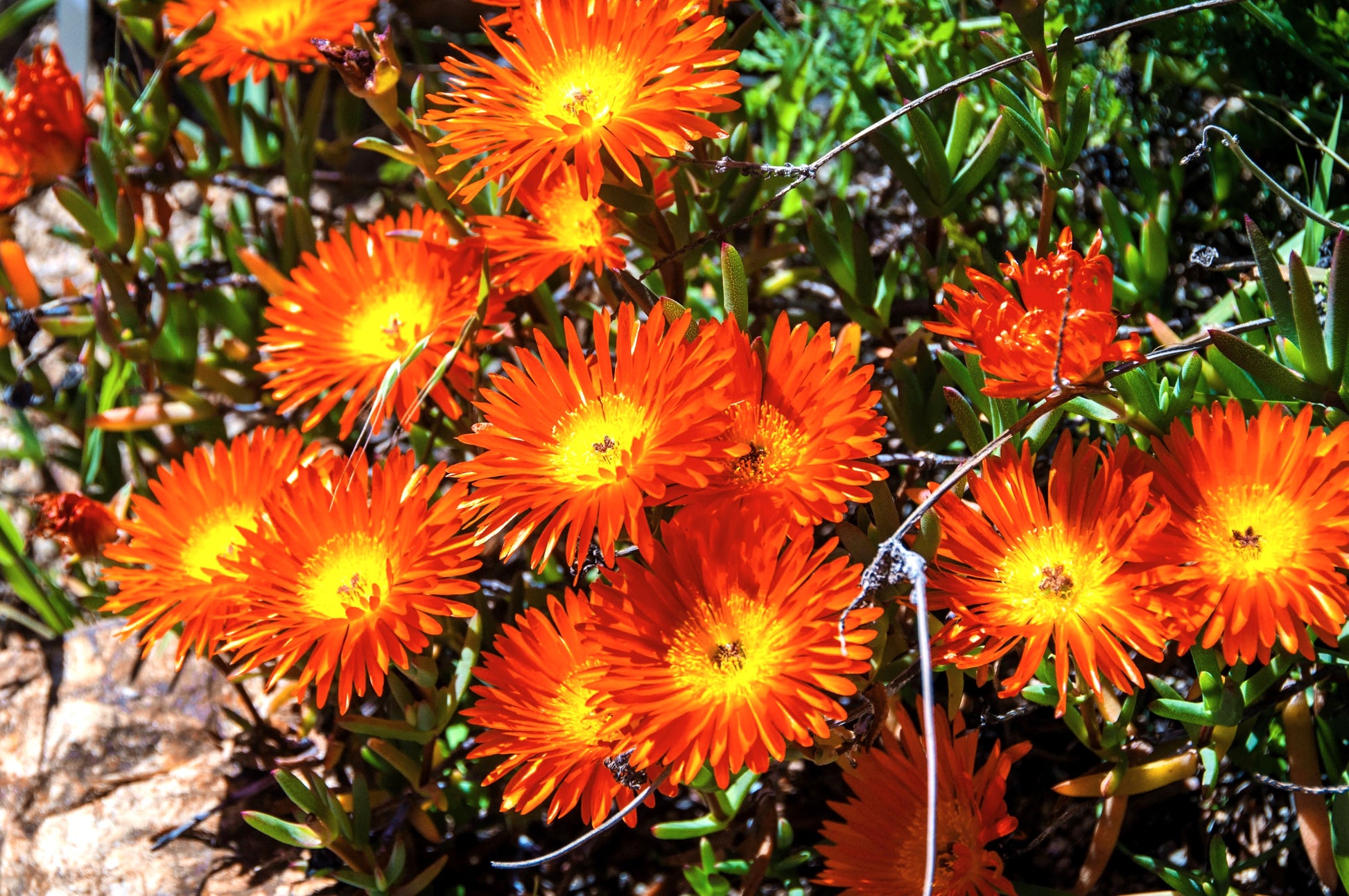 succulent mesembryanthemum 100 Gelato ORANGE ICE PLANT Mesembryanthemum Livingstone Daisy Flower Seeds