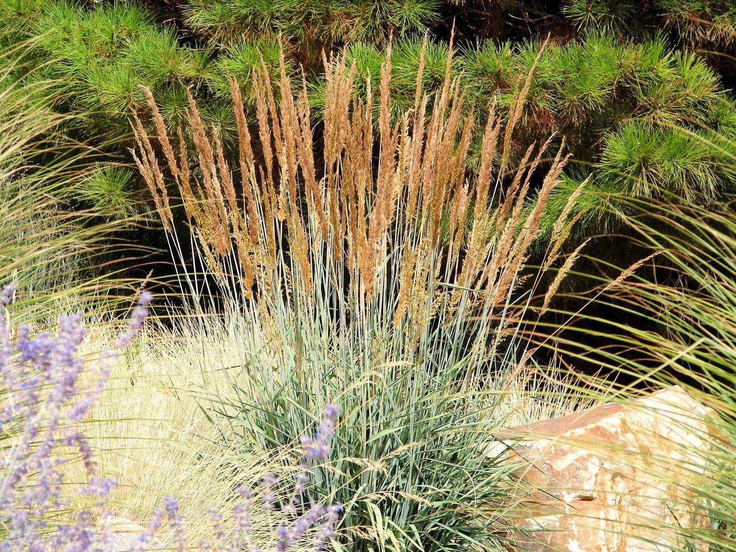 250 Ornamental INDIAN GRASS Sorghastrum Nutans Native Indiangrass Seeds