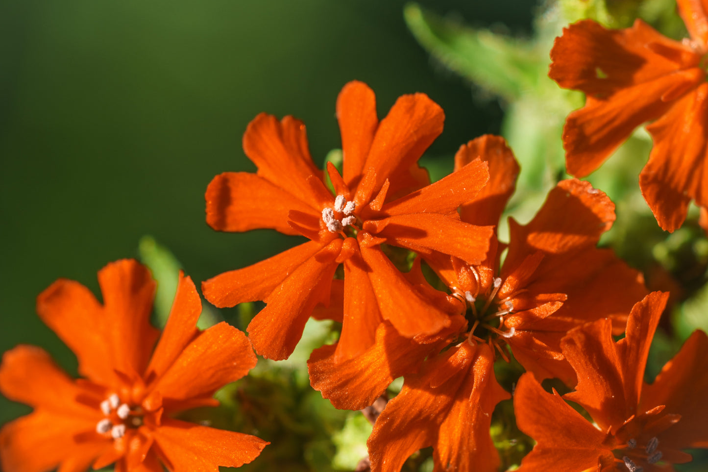 300 MALTESE CROSS Jerusalem Cross Lychnis Campion Chalcedonica Flower Seeds