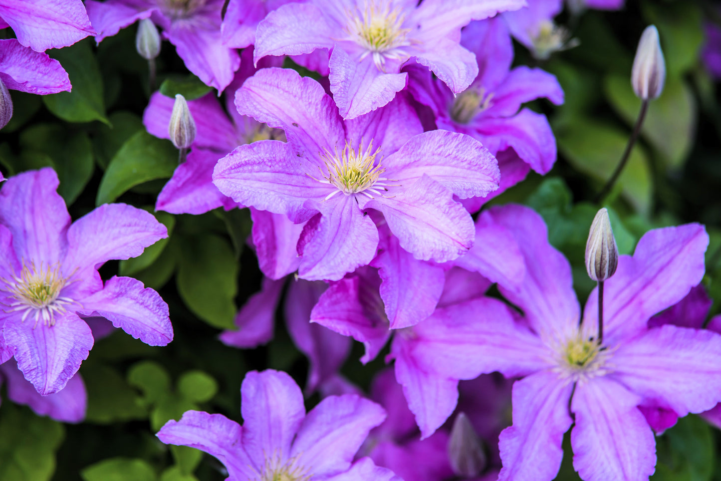 10 PURPLE ALPINE CLEMATIS Alpina Virgin's Bower Flower Vine Seeds