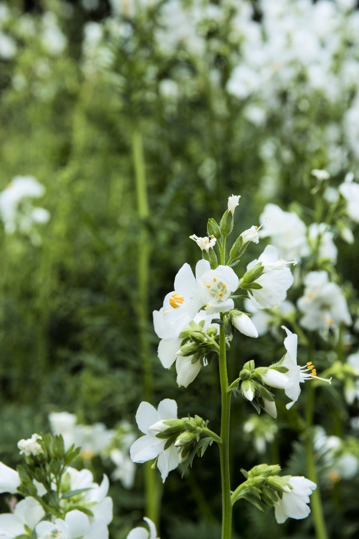 50 WHITE Polemonium Caeruleum JACOB'S LADDER Flower Seeds