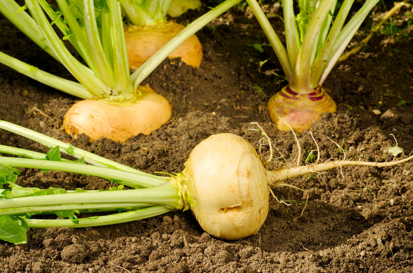 1000 GOLDEN BALL TURNIP Heirloom Yellow Brassica Rapa Root Vegetable Seeds