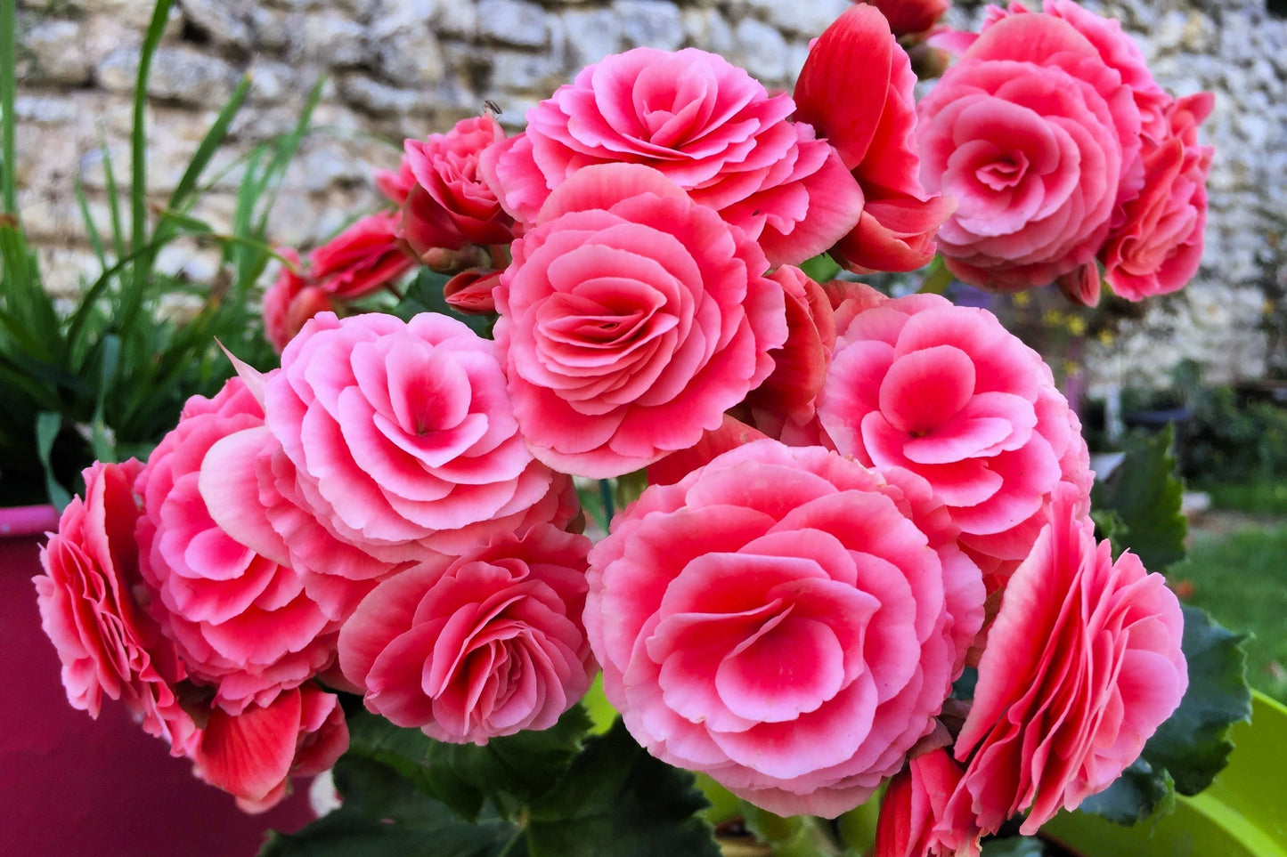 10 BRIGHT PINK DOUBLE BEGONIA Tuberosa Tuberous Begonia Shade Flower Seeds