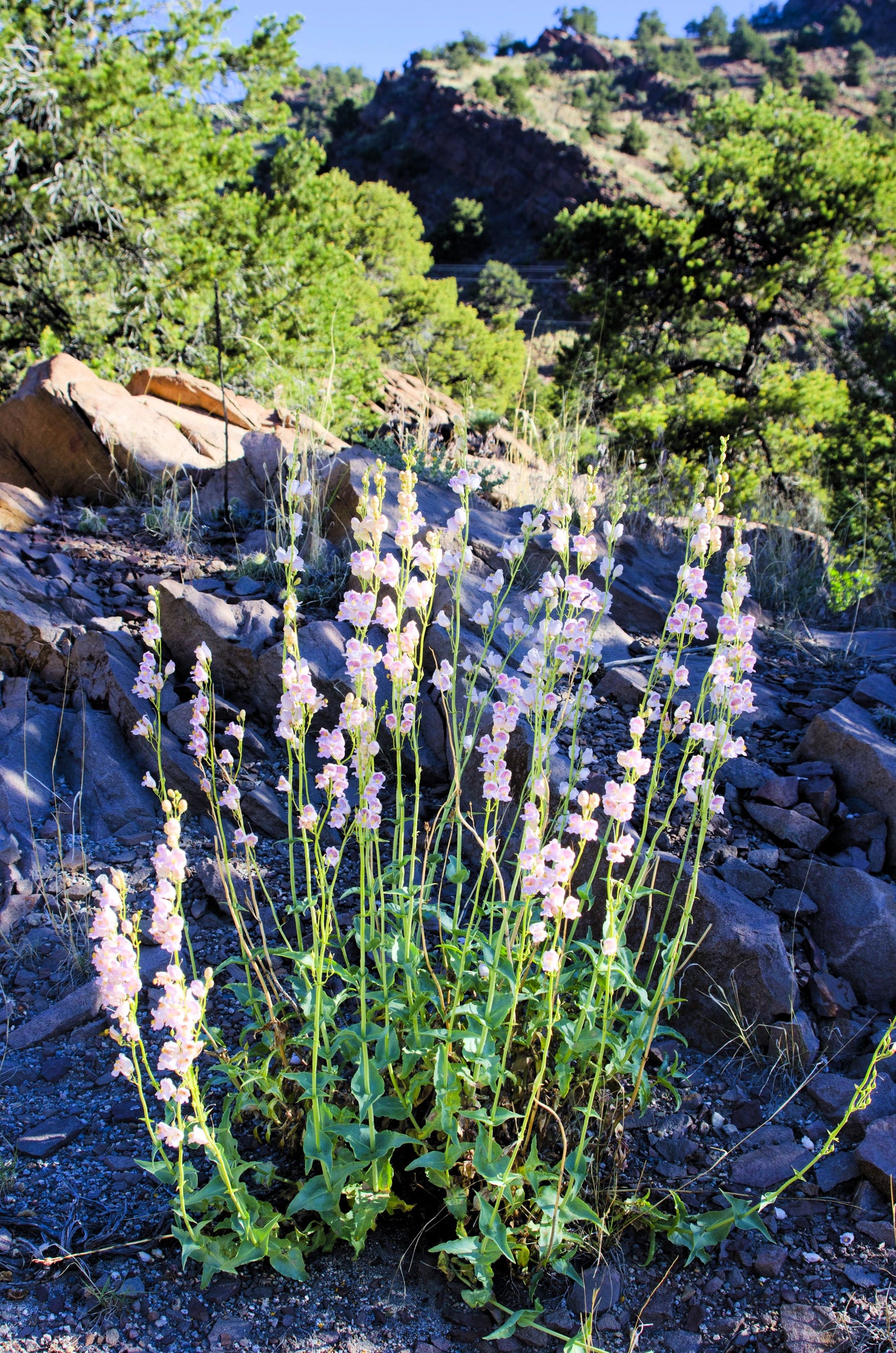 300 PALMERS PENSTEMON (Beardtongue / Balloon Flower) Penstemon Palmeri Flower Seeds