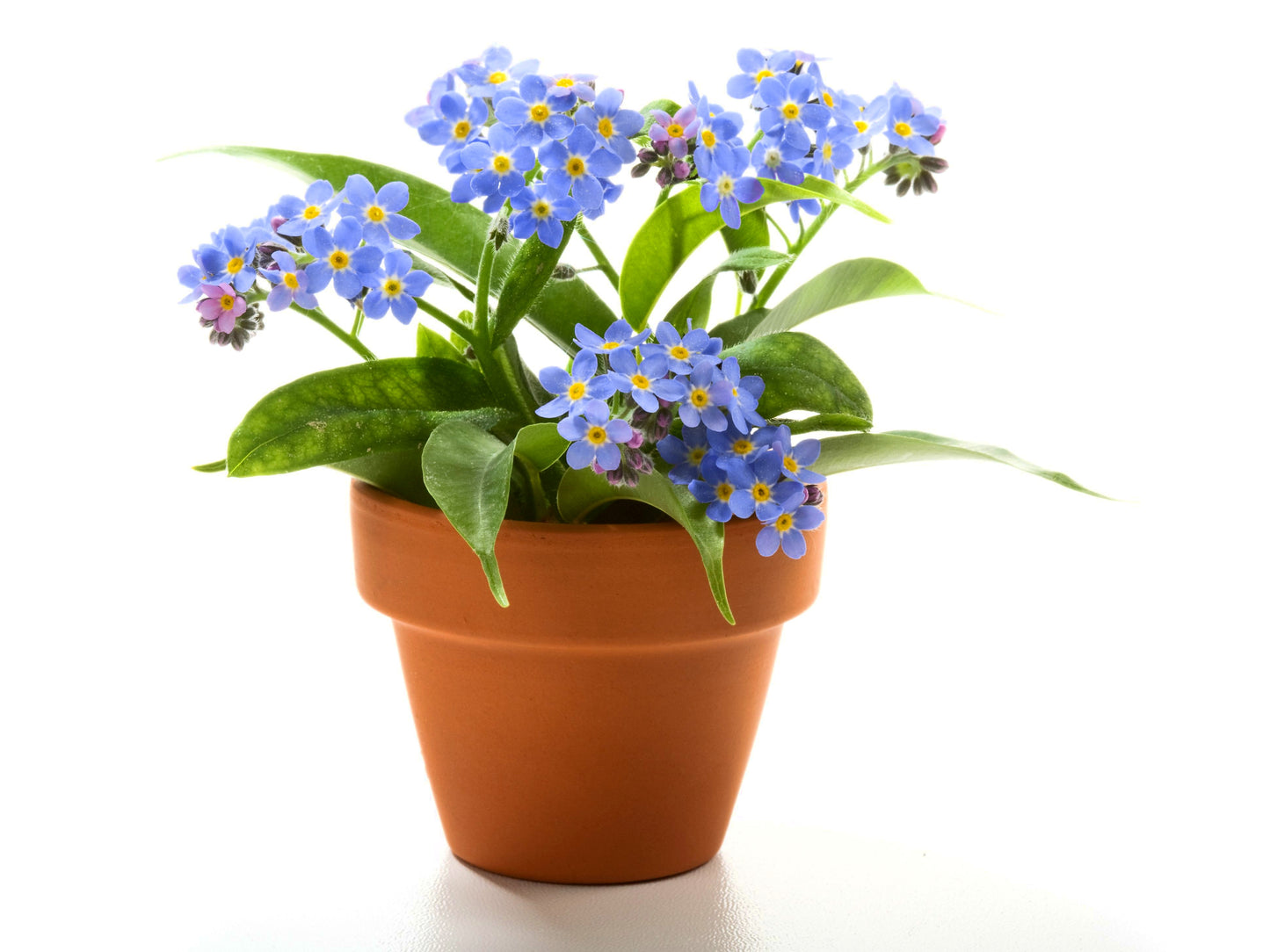 500 Blue FORGET ME NOT Myosotis Sylvatica Shade or Sun Perennial Flower Seeds