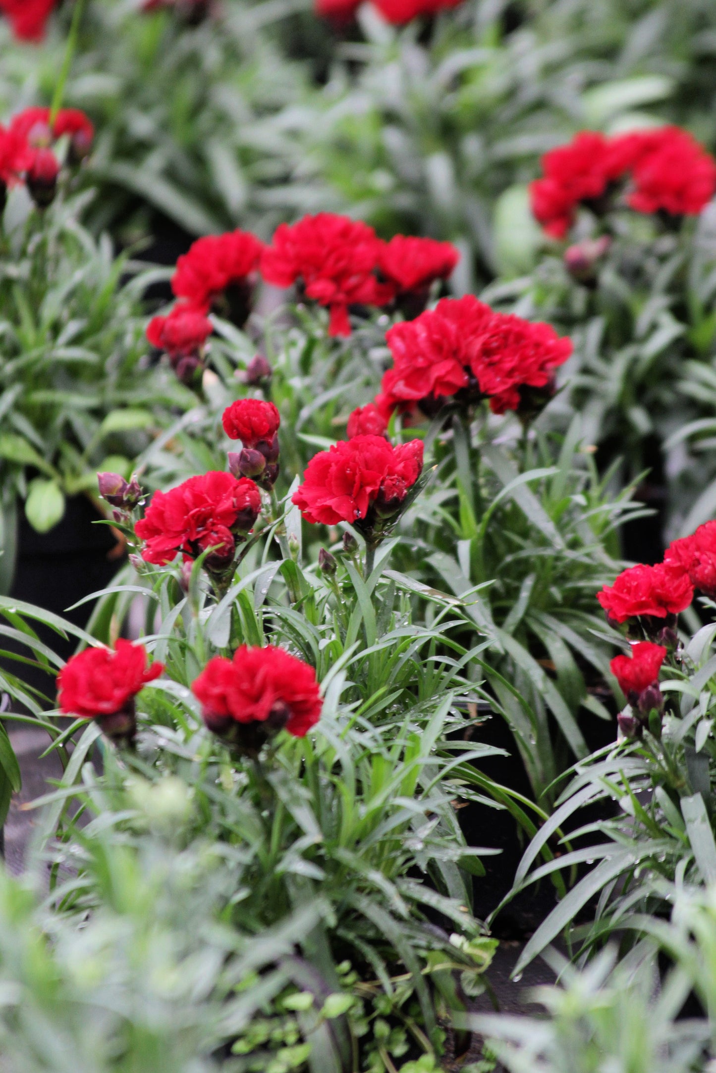 50 SCARLET RED CARNATION Dianthus Caryophyllus Grenadin Double Flower Seeds