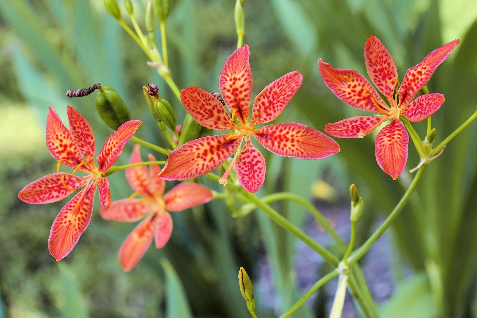 leopard lily flower 10 FRECKLEFACE BLACKBERRY LILY (Leopard Lily) Belamcanda Chinensis Iris Domestica Flower Seeds