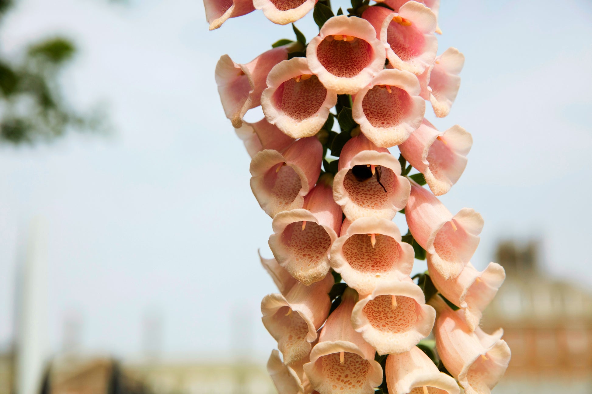 fox flower seed 250 APRICOT BEAUTY FOXGLOVE Digiitalis Purpurea Flower Seeds