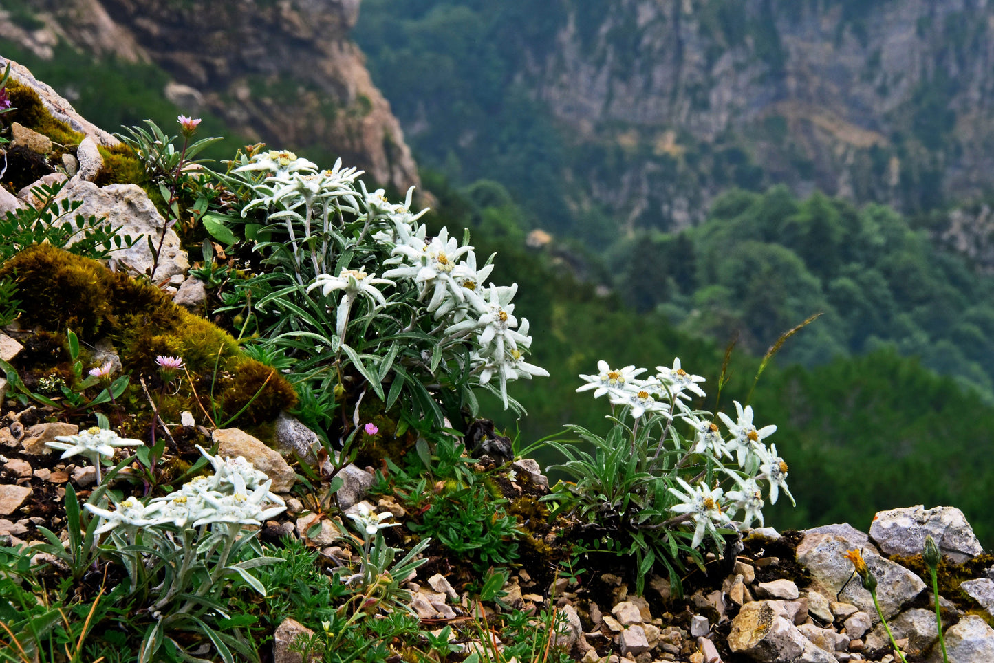 50 EDELWEISS Leontopodium Alpinum White Flower Seeds