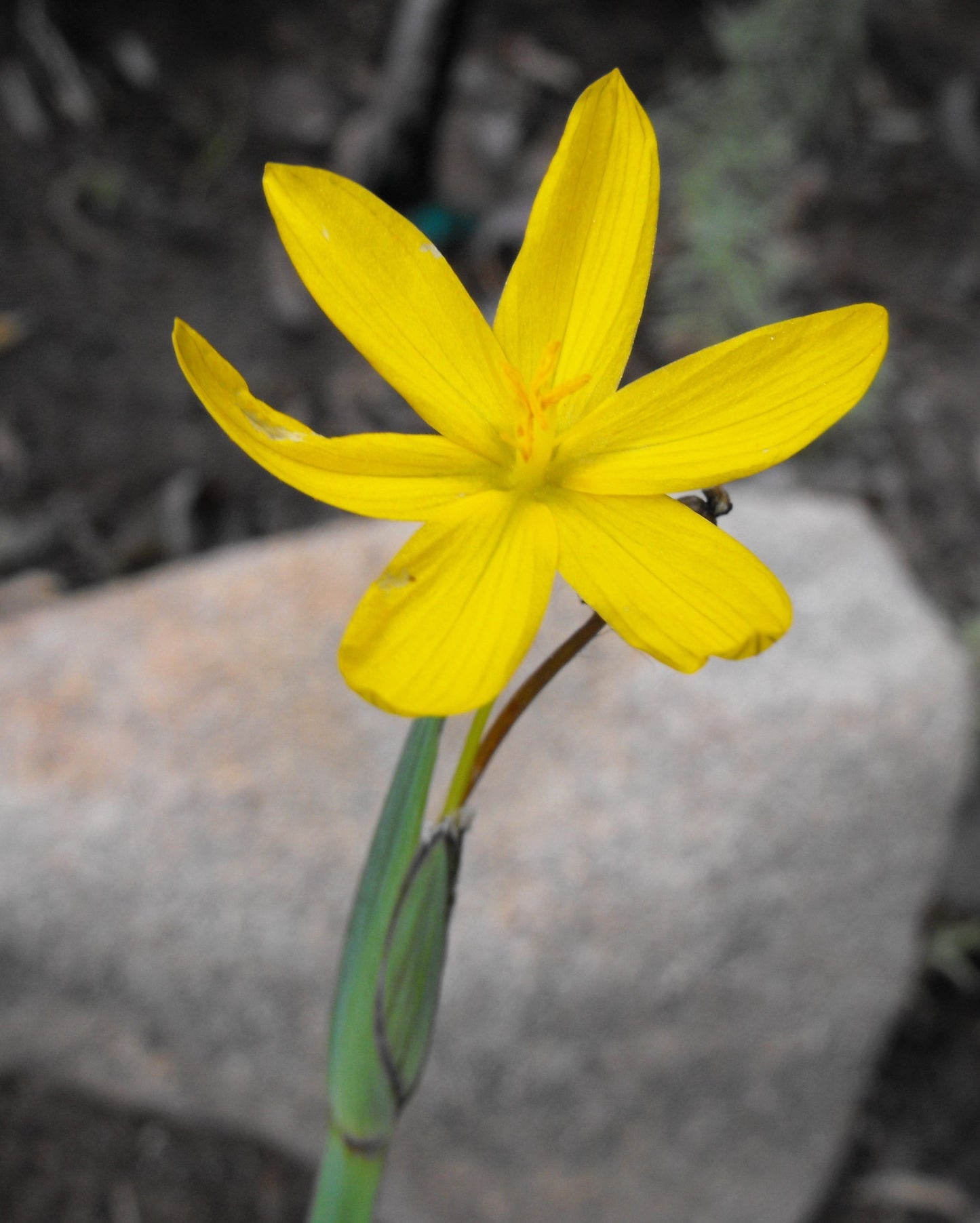 10 YELLOW EYED GRASS Ornamental Sisyrinchium Californicum Flower Seeds