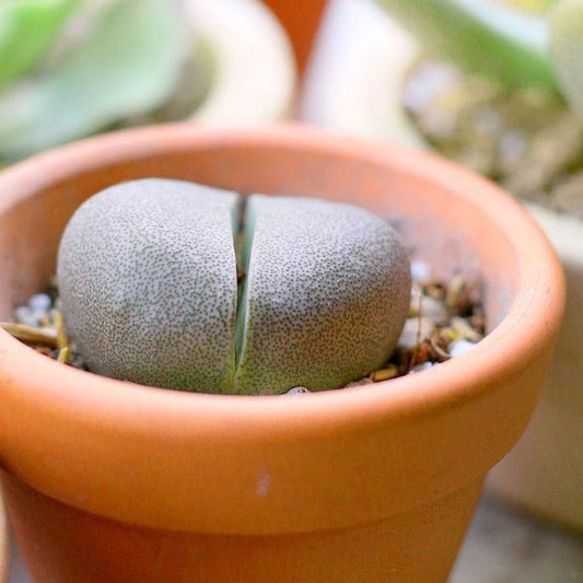 Split Rock Pleiospilos Nelii
