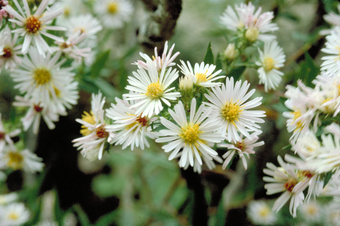 100 WHITE HEATH ASTER Prairie Ericoides Flower Seeds