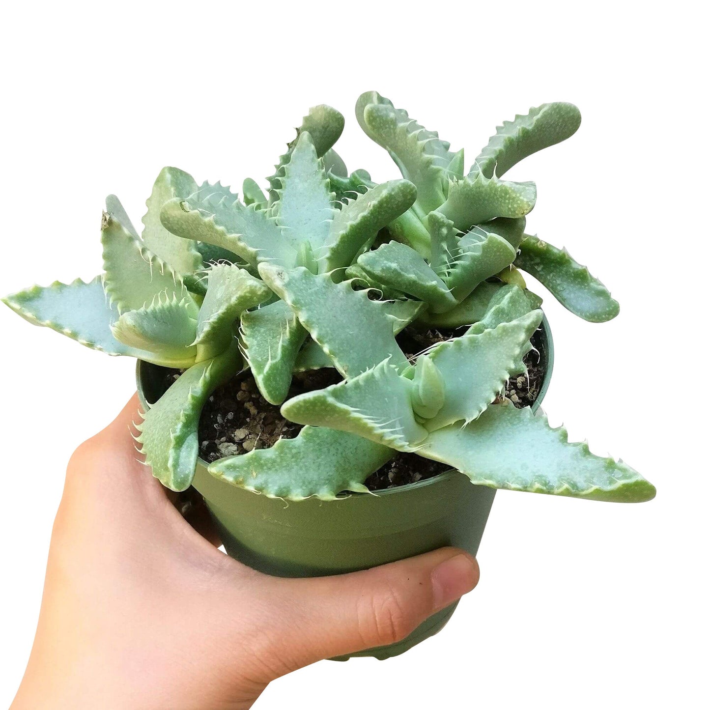 Tiger’s Jaw Crassula