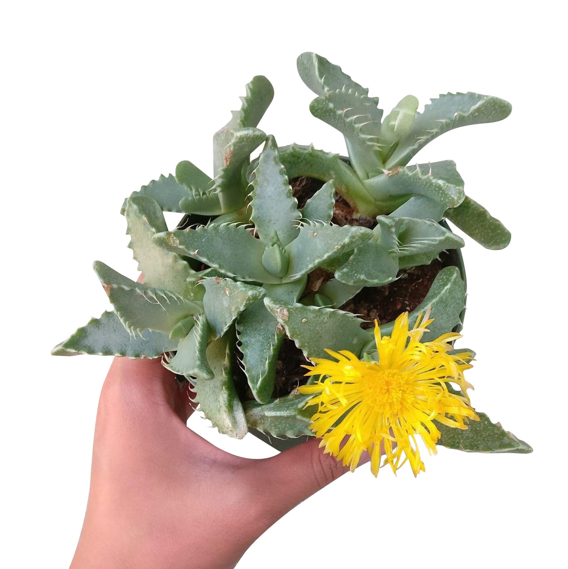 tiger jaw succulent squishy Tiger's Jaw Crassula – Seedville USA