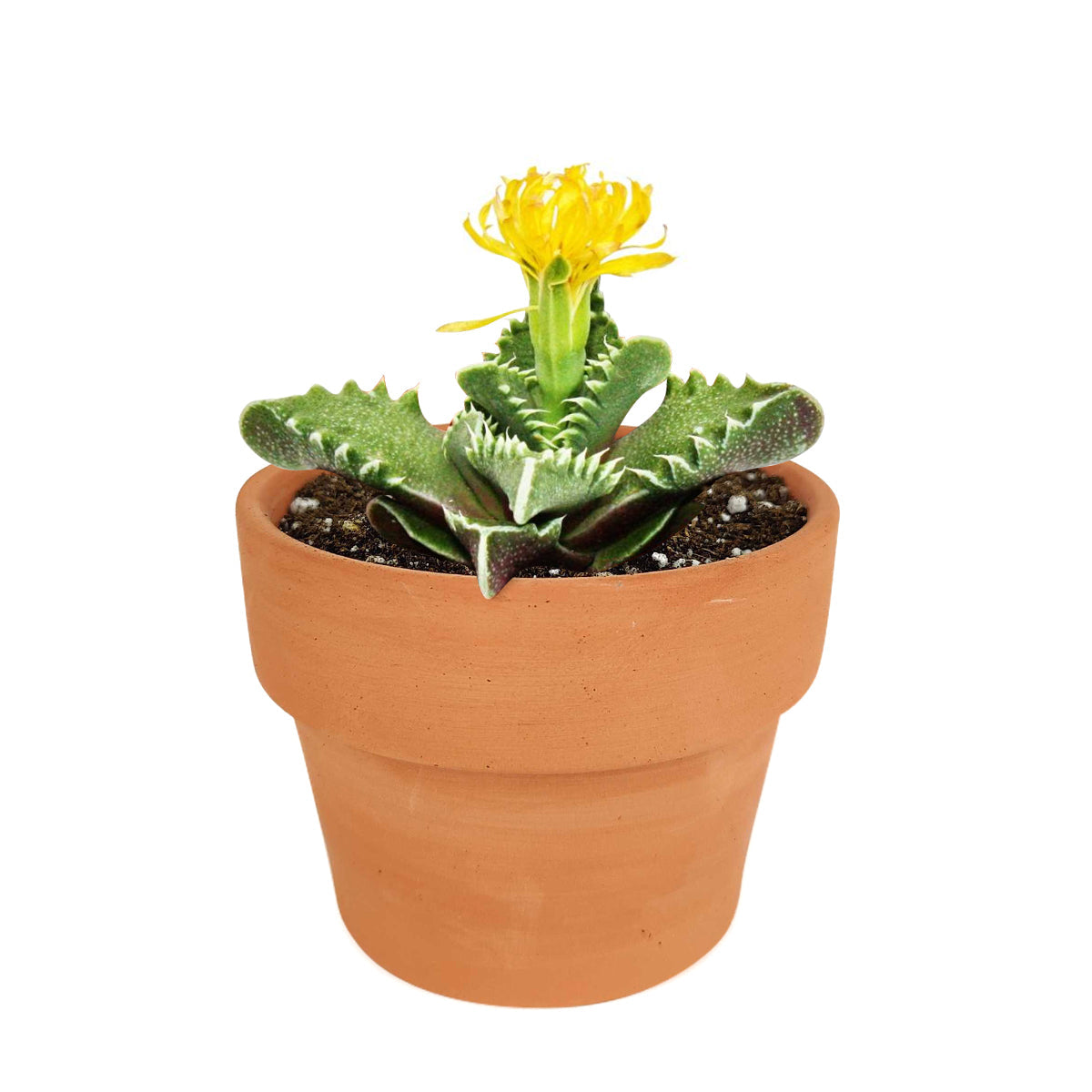 Tiger’s Jaw Crassula