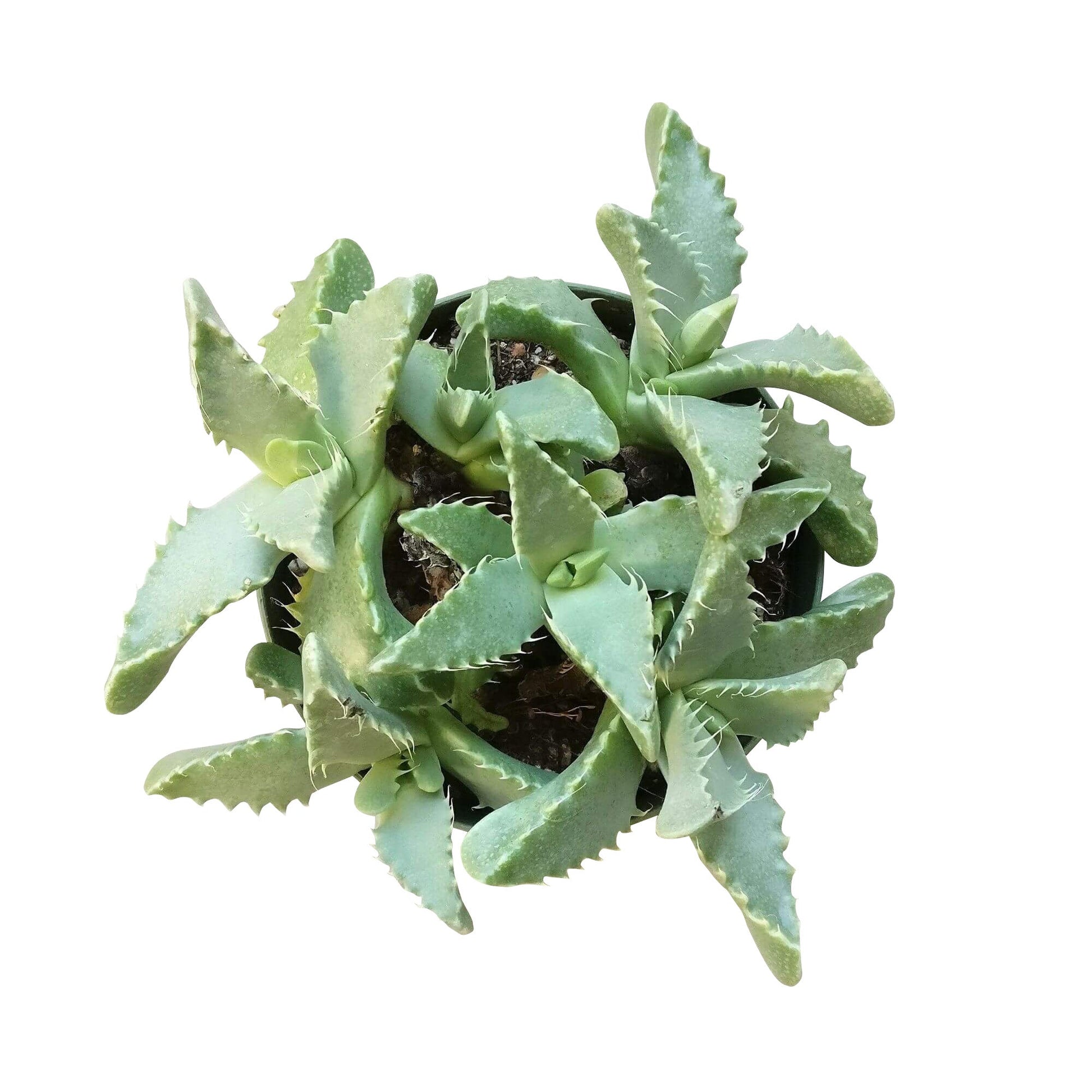 tiger tail succulent Tiger's Jaw Crassula – Seedville USA