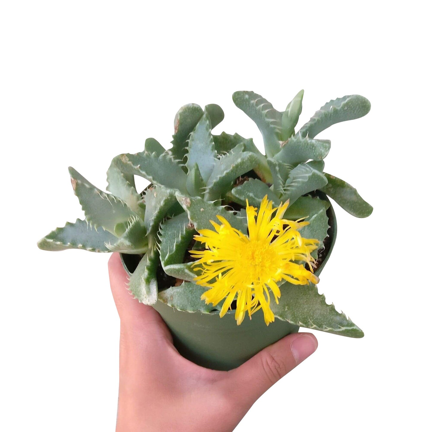 Tiger’s Jaw Crassula