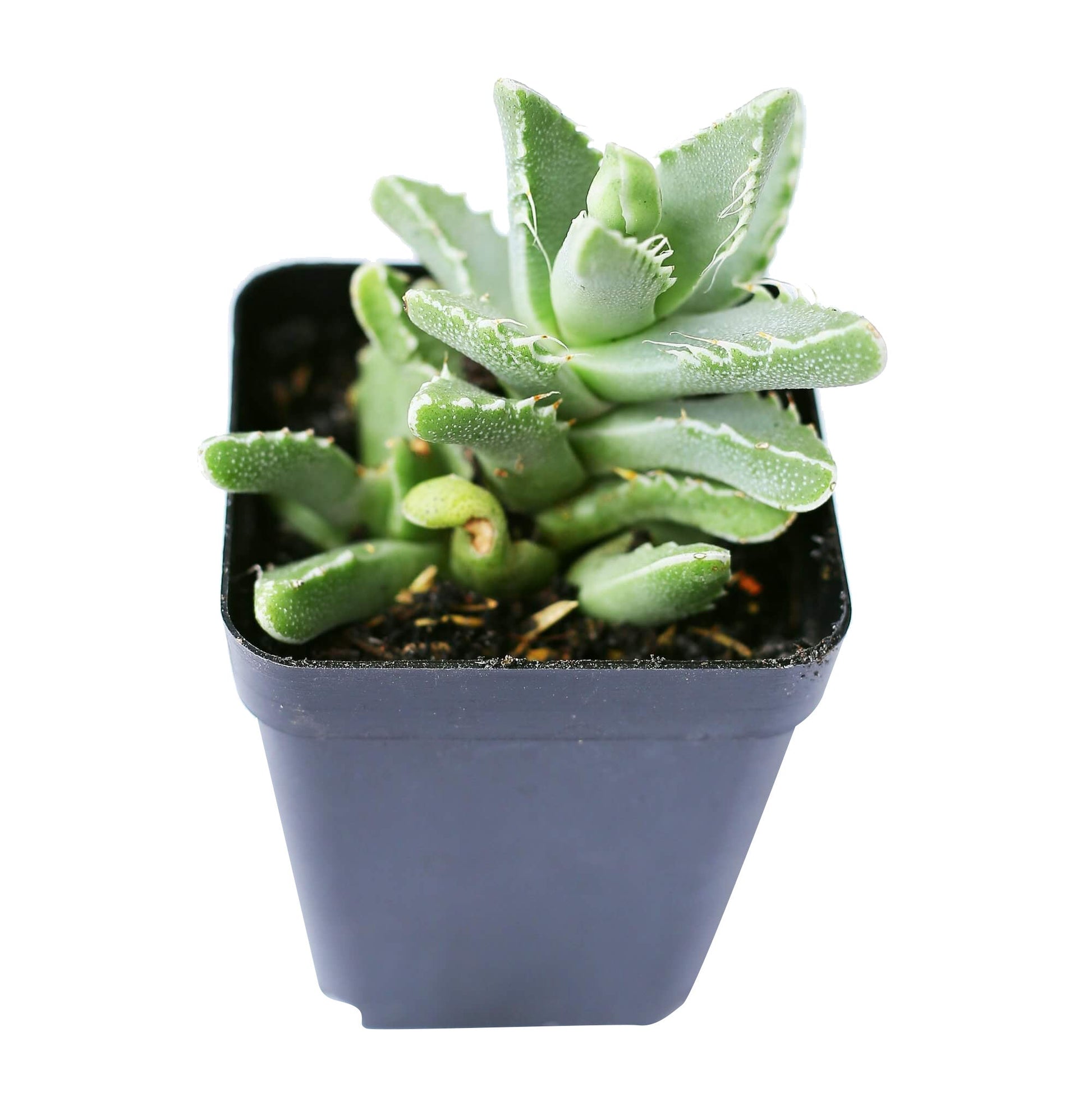 tiger jaw succulent squishy Tiger's Jaw Crassula – Seedville USA