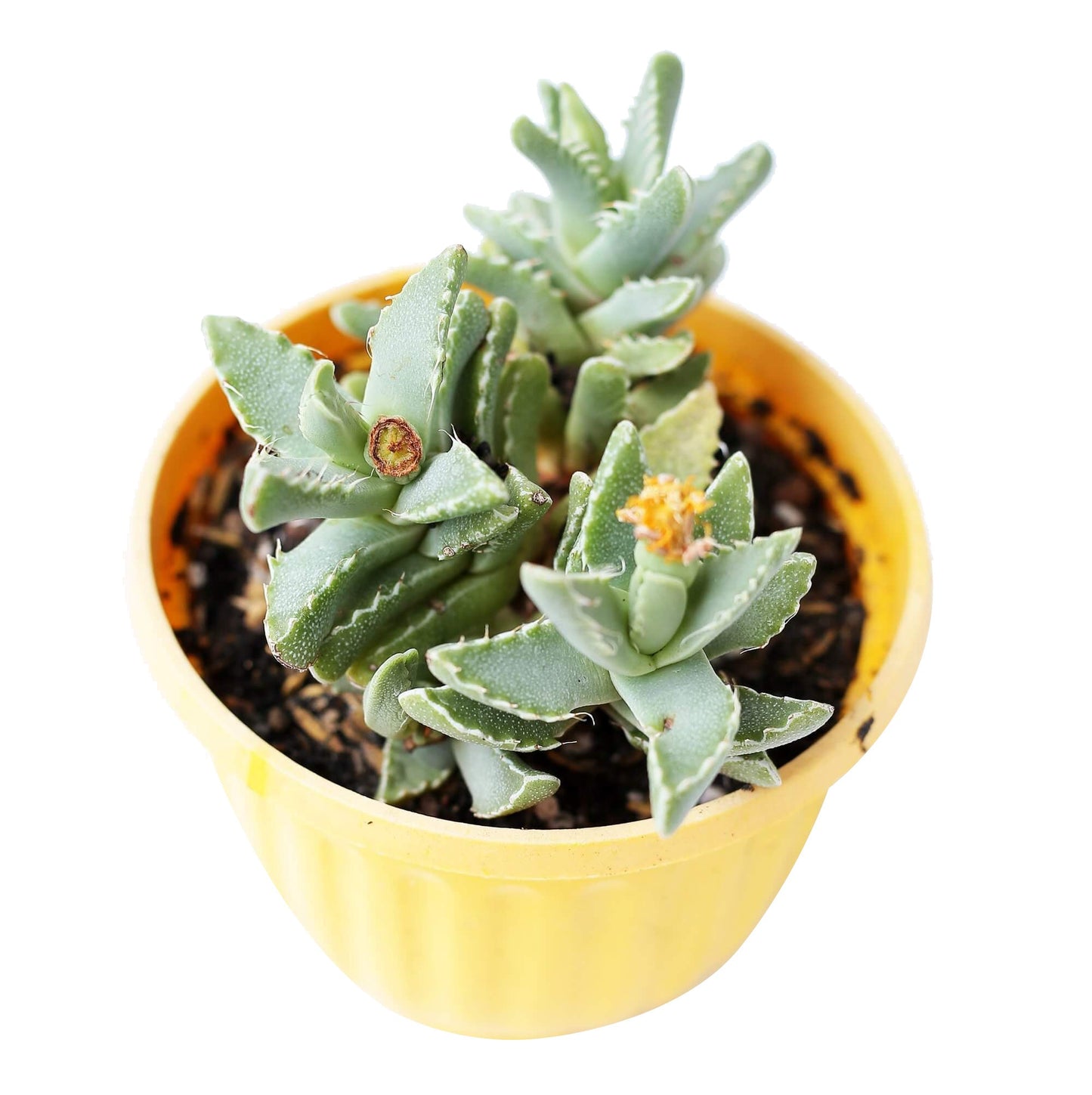 Tiger’s Jaw Crassula