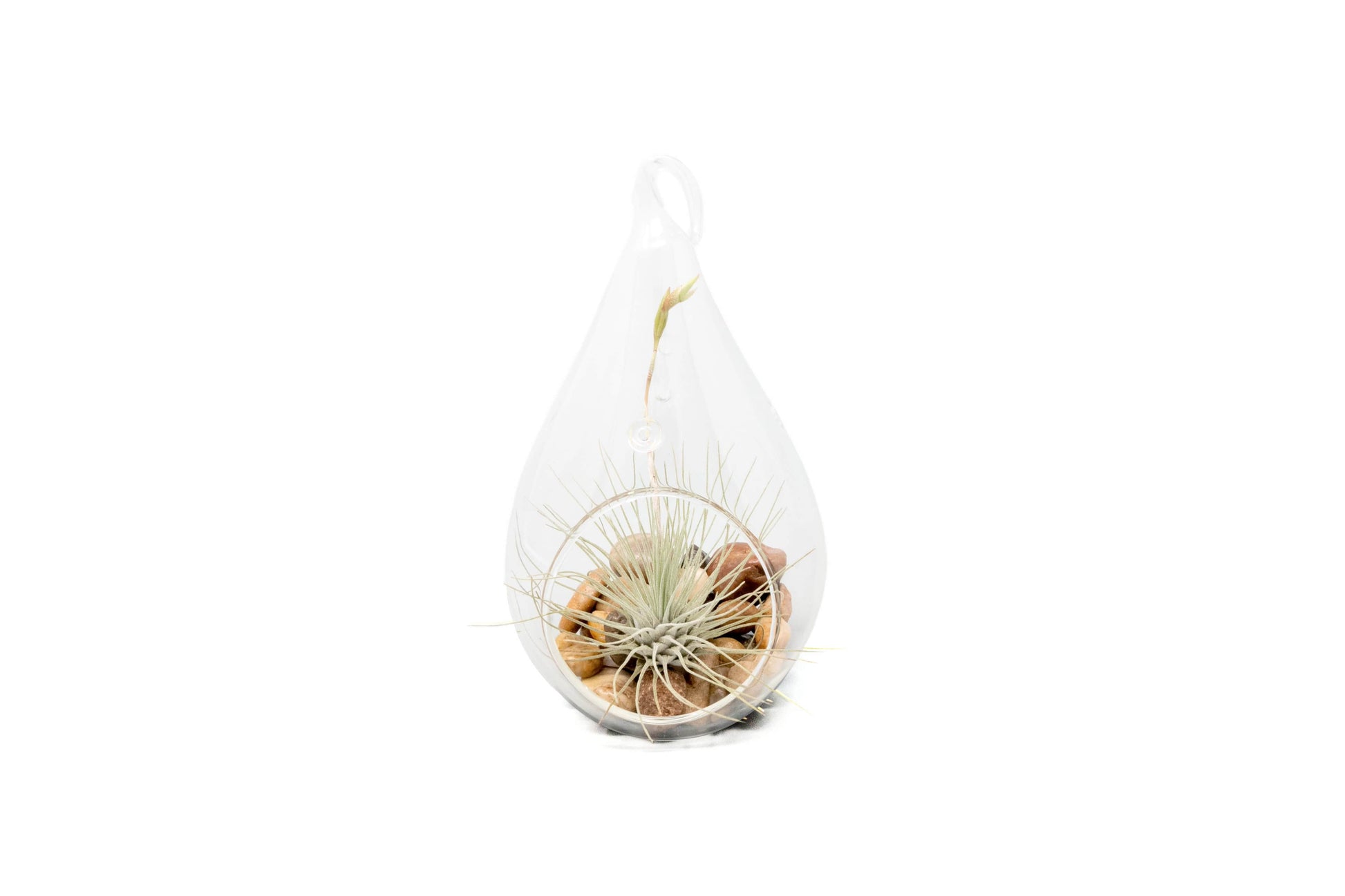 argentea thin air plant Teardrop Terrarium with Tillandsia Argentea Thin & Riverstones – Seedville USA