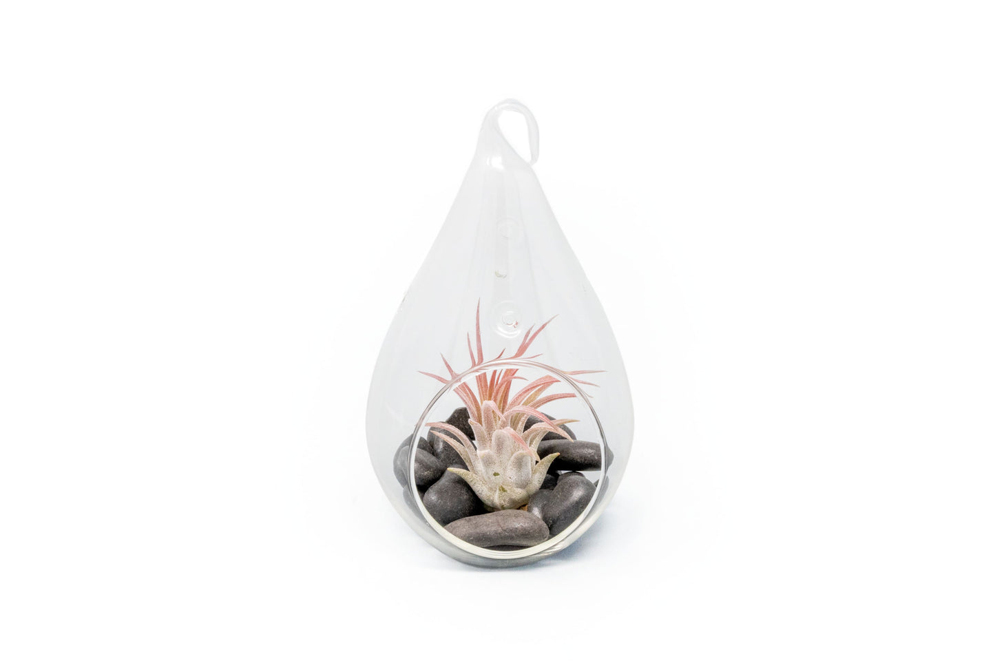 Teardrop Terrarium with Tillandsia Ionantha Fuego & Black Stones