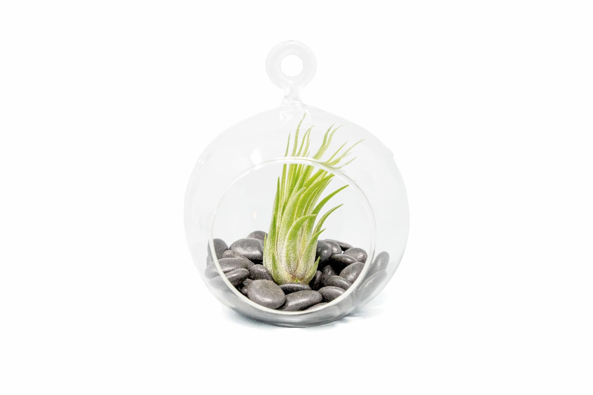 Terrarium Globe with Flat Bottom, Air Plant & Black Stones