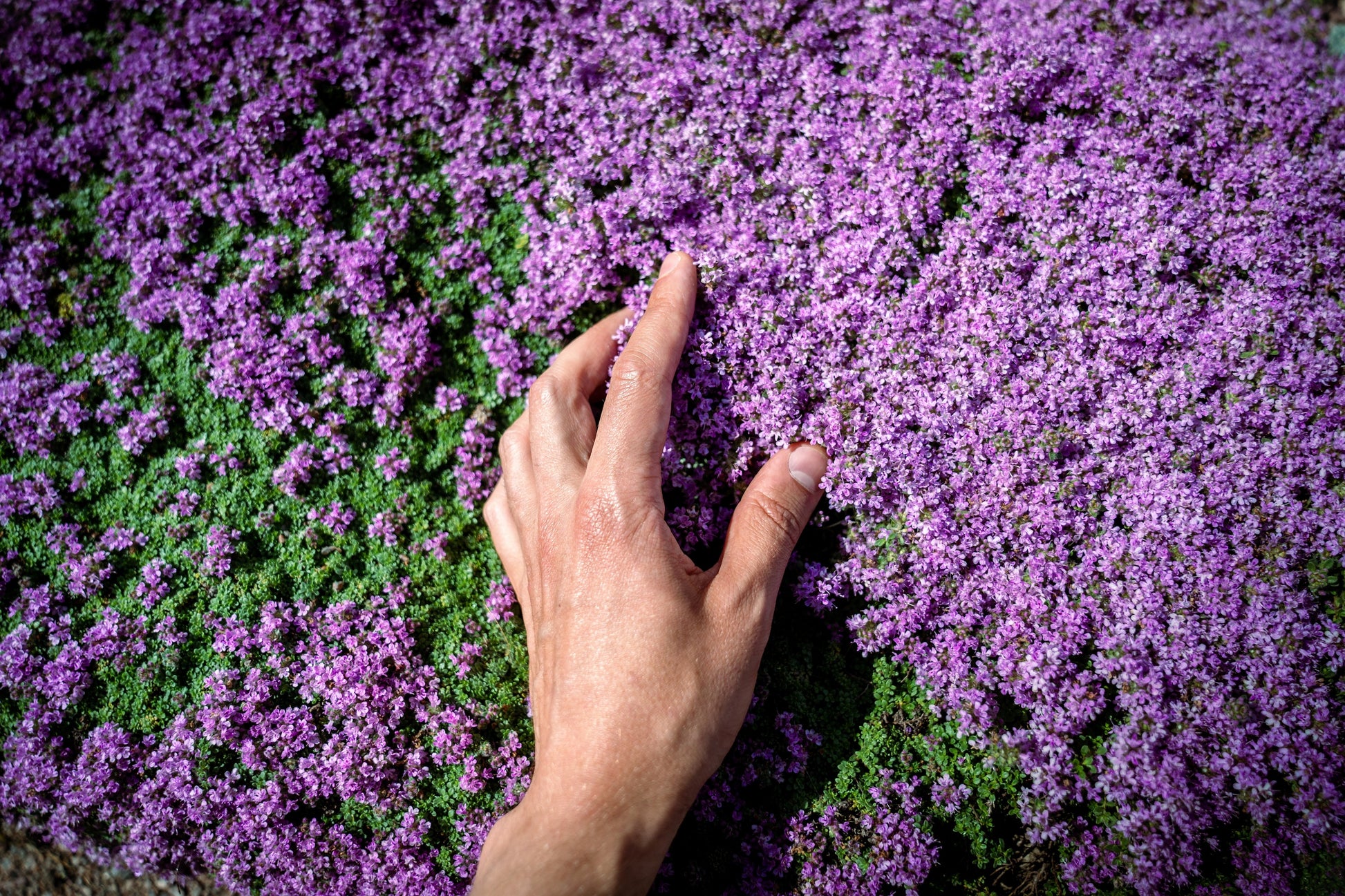 walk on me plant seeds 100 Walk On Me CREEPING THYME Thymus Serpyllum Herb Flower Seeds