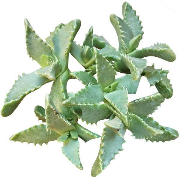 triangle leaf succulent Tiger's Jaw Crassula – Seedville USA