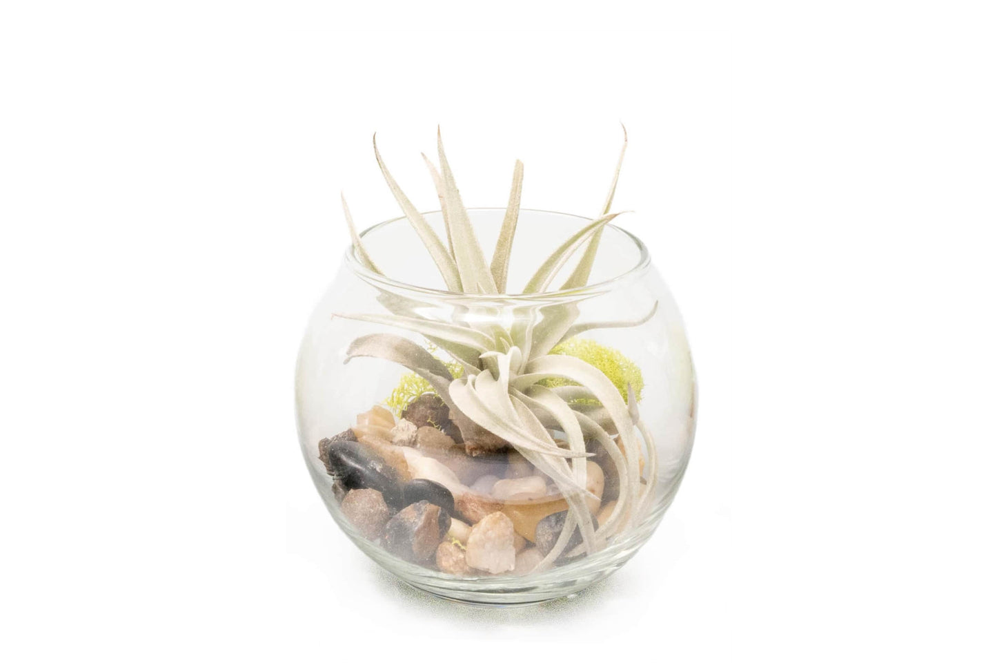 Tillandsia Harrisii Air Plant Bubble Bowl Terrarium