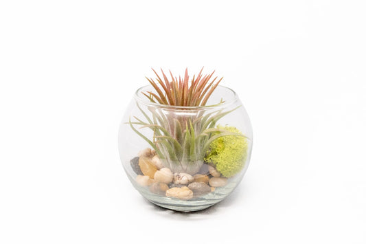 Tillandsia Huamelula Air Plant Bubble Bowl Terrarium