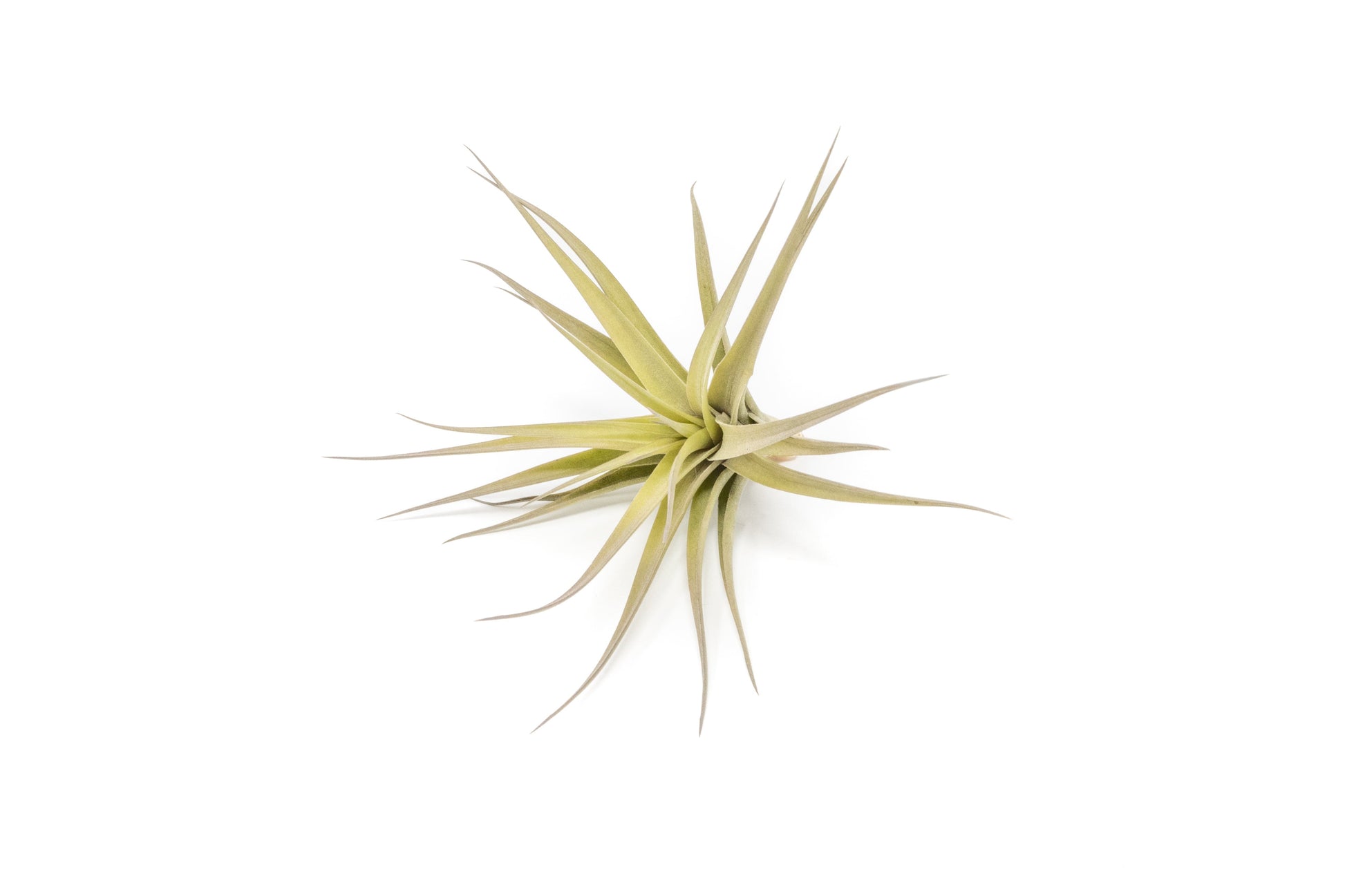 aeranthos air plant Tillandsia Aeranthos - Clavel del Aire