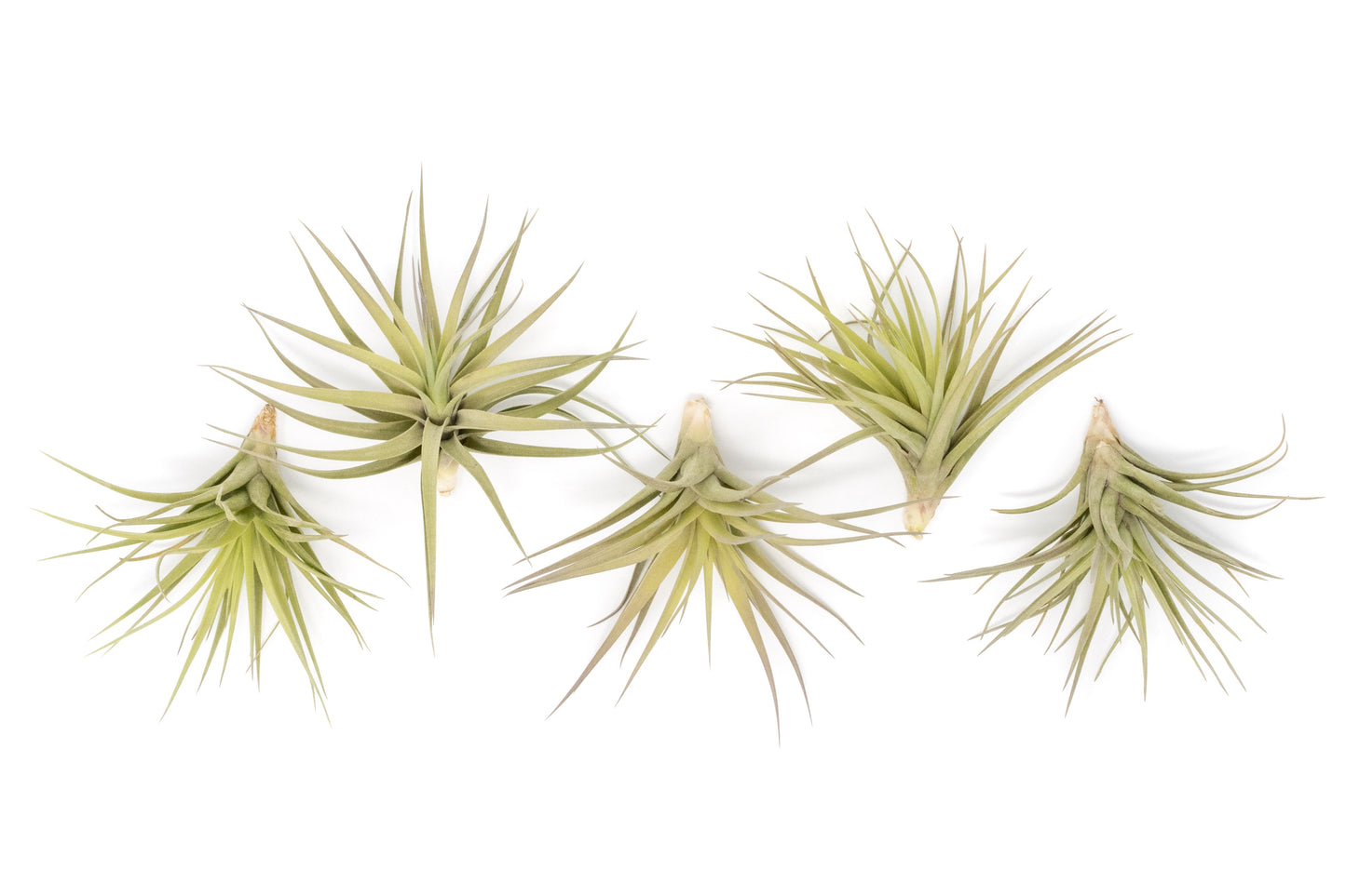 Tillandsia Aeranthos - Clavel del Aire - "Carnation of the Air" Air Plants