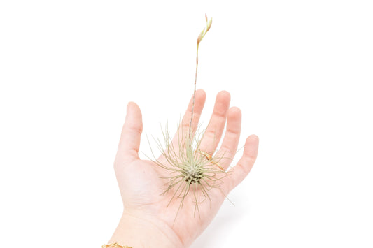 Tillandsia Argentea Thin Air Plants